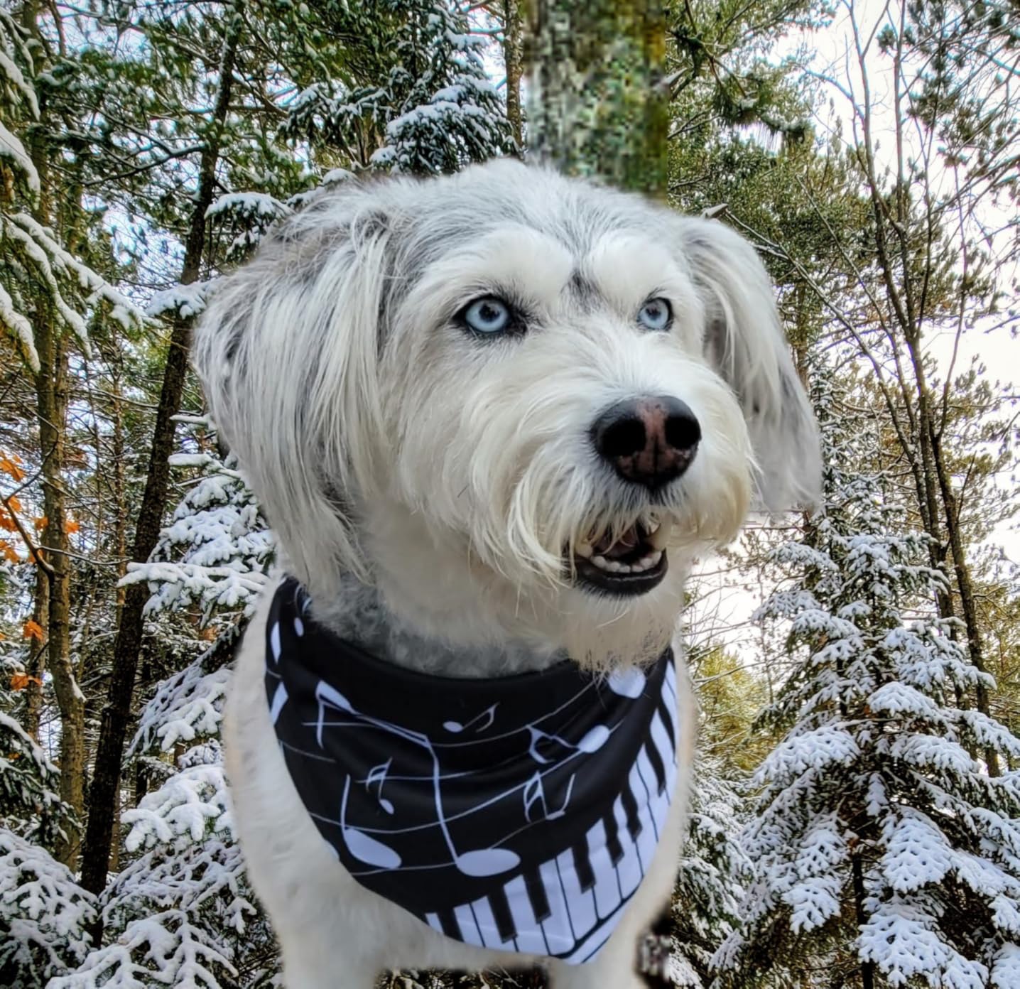 Dog Bandana Scarf Triangle Bibs Pet Accessories Cat Kerchief | Music Note Musical Instrument Dog Bandana customer photo 2