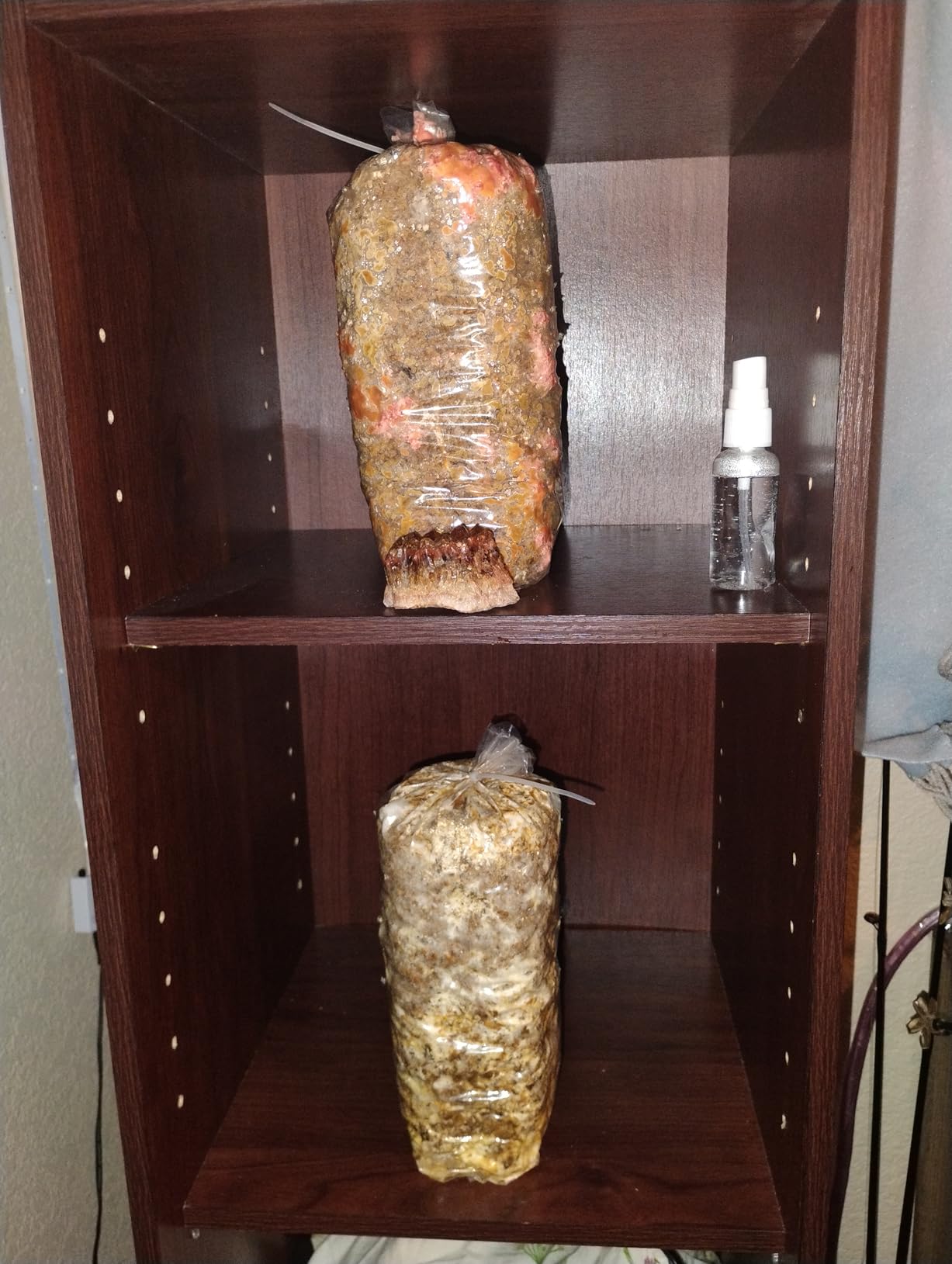 Four All in One Mushroom Grow Kits with Yellow, Blue, Florida, and Pink Oyster, Complete Cultivation Set customer photo 1