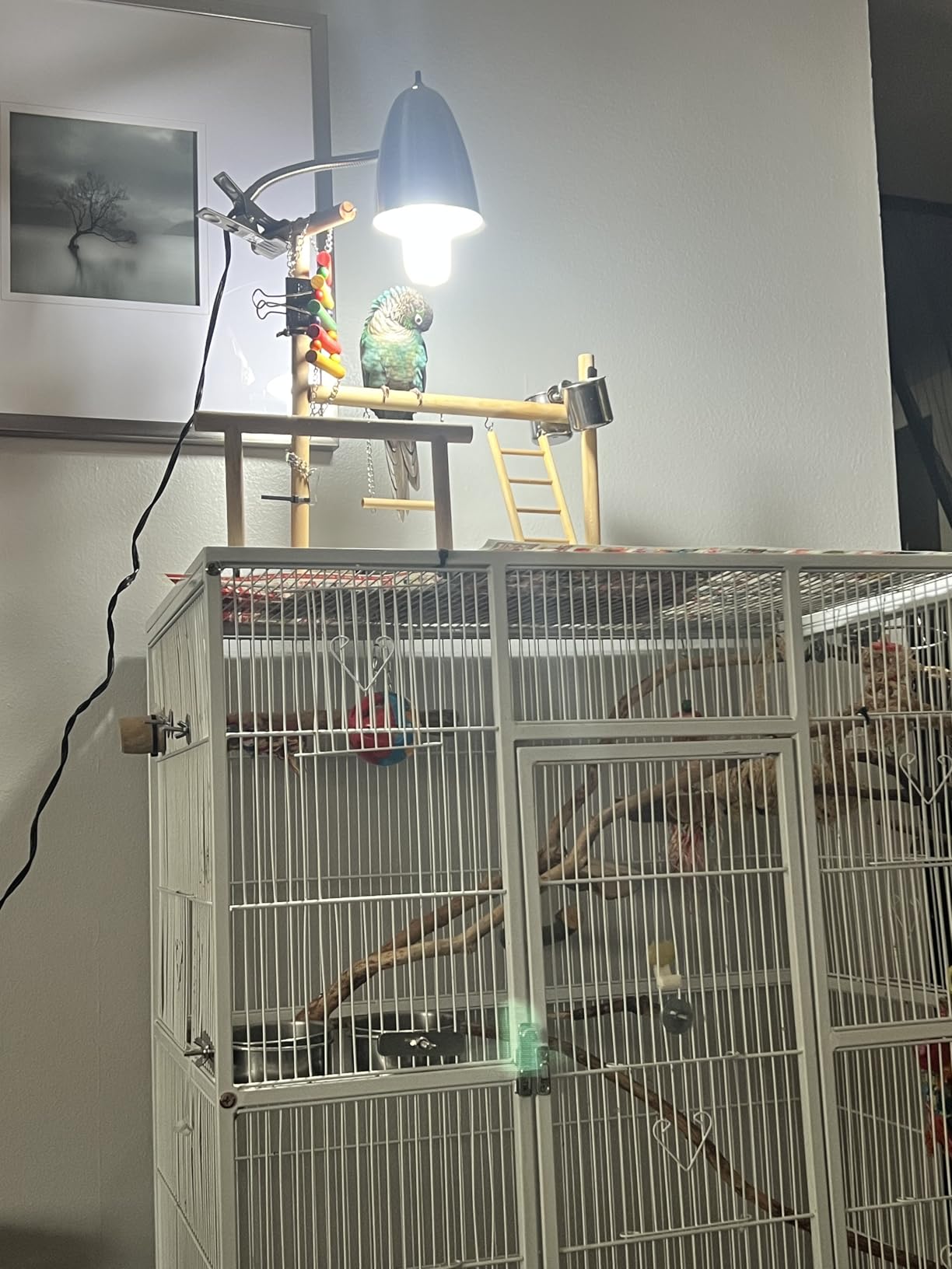 UVA UVB Light Bulb for Birds 2.4 UVB 20W Compact Flourescent Lamp for All Kinds Captive Birds customer photo 2