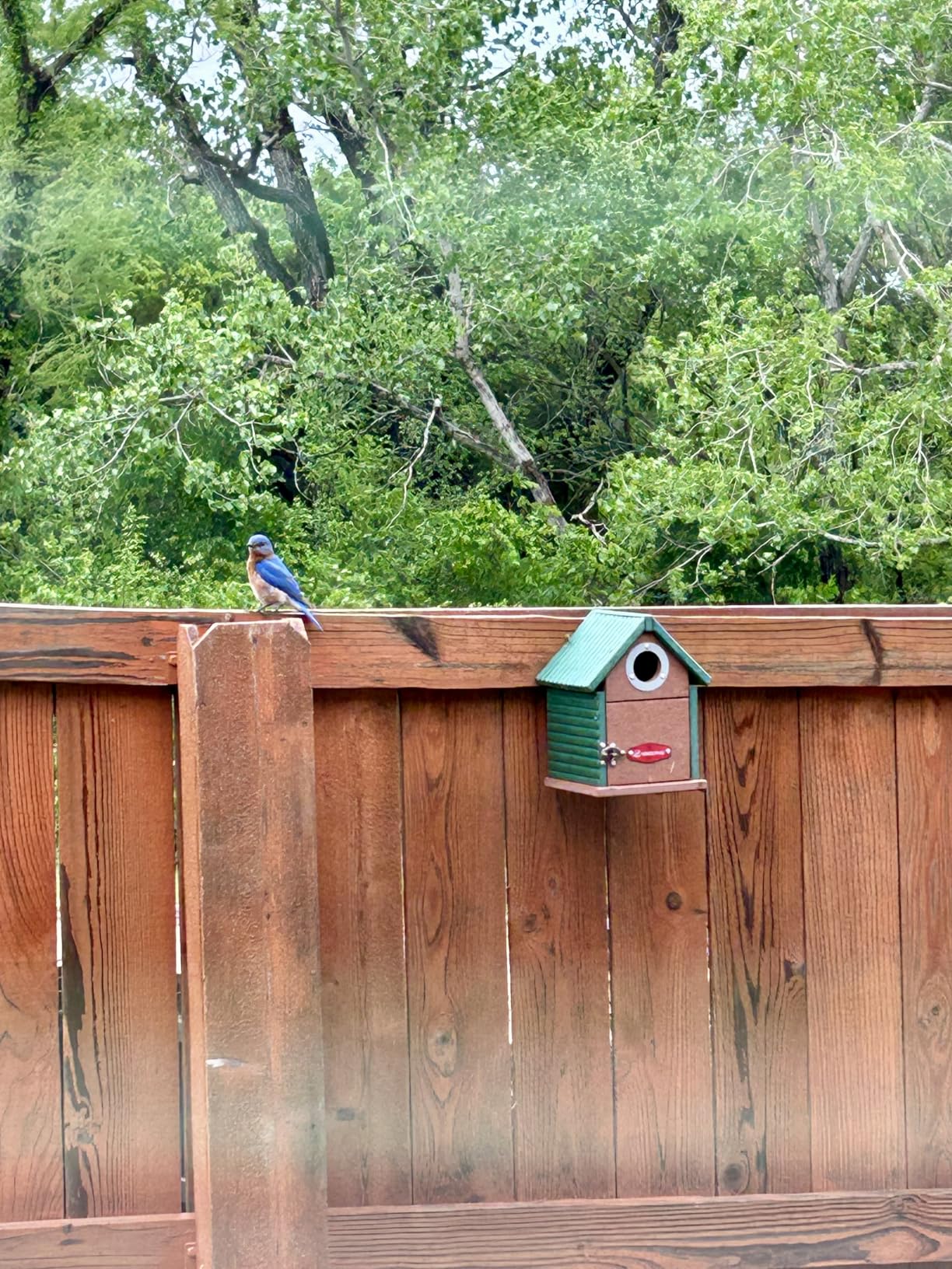 Kingsyard Bluebird House with Predator Guard, Recycled Poly Lumber | Weather-Resistant Outdoor Bird House with Easy Clean Design, Durable Nesting Box for Backyard Bird Habitat customer photo 2