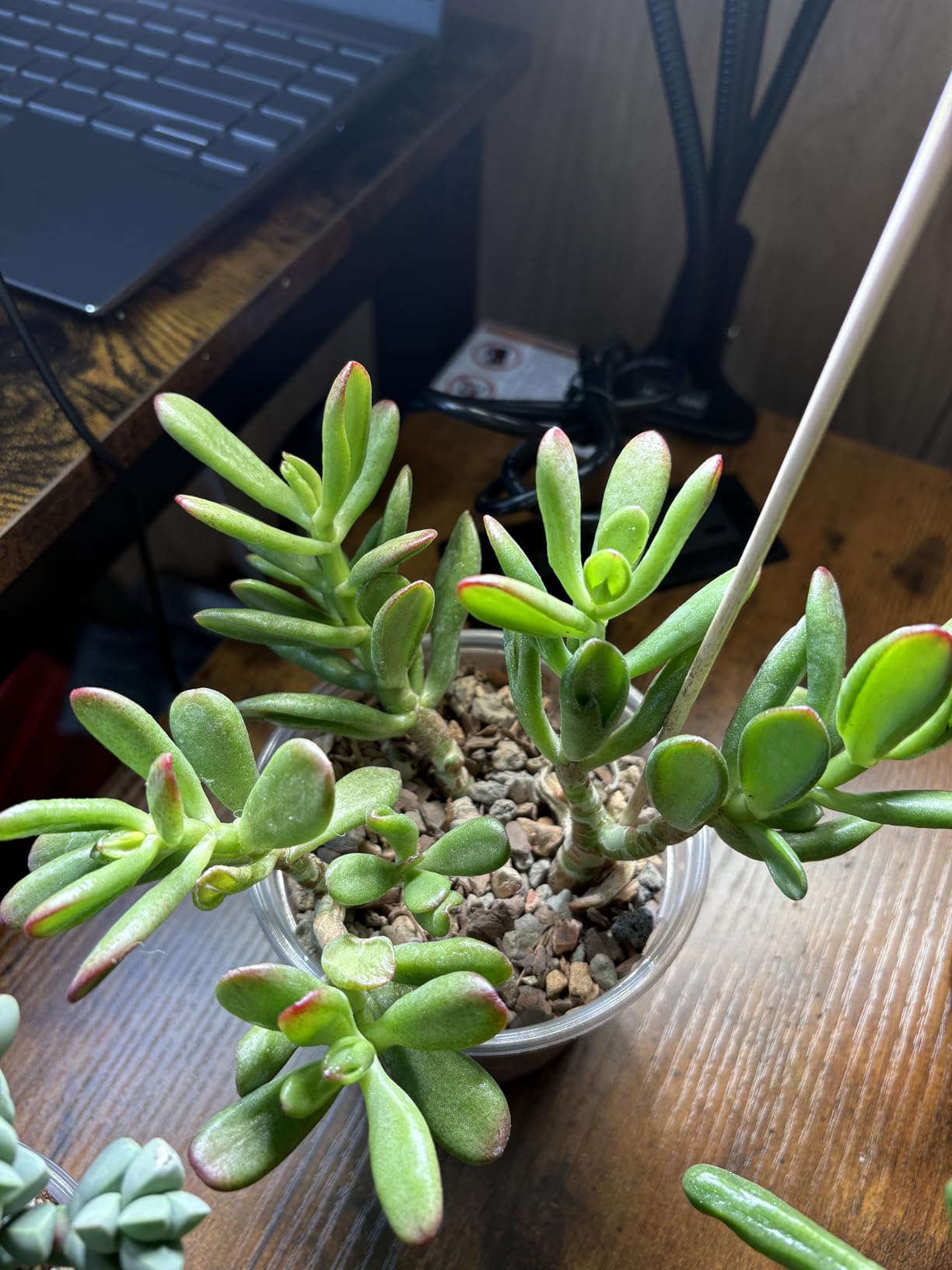 Jade Plant 4