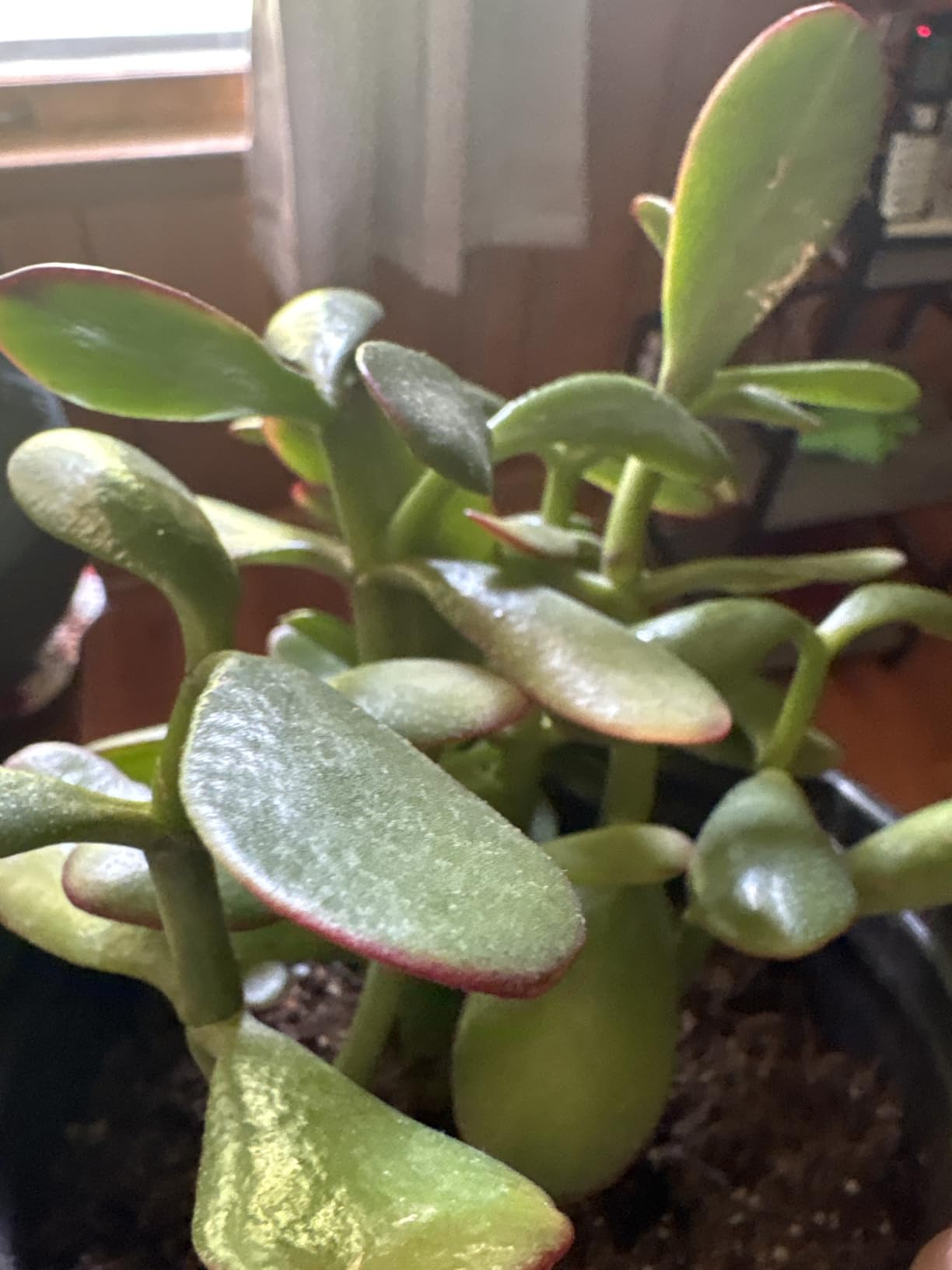 Jade Plant 4
