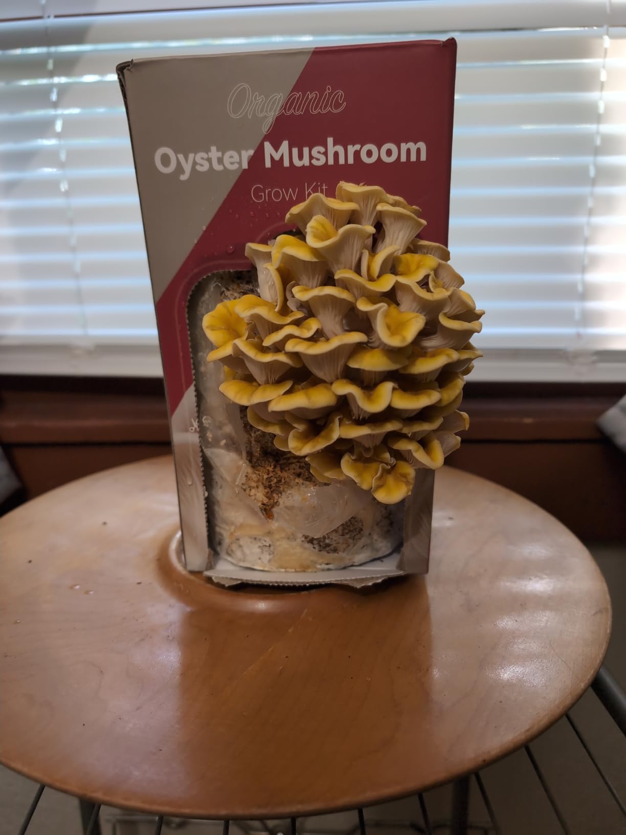 inbloom Organic Golden Oyster Mushroom Growing Kit with Spray, Harvest Fresh Mushrooms at Home, Beginner Friendly & Easy to Use, Unique Gardening Gift for Holiday, Handmade in New Jersey, USA customer photo 1