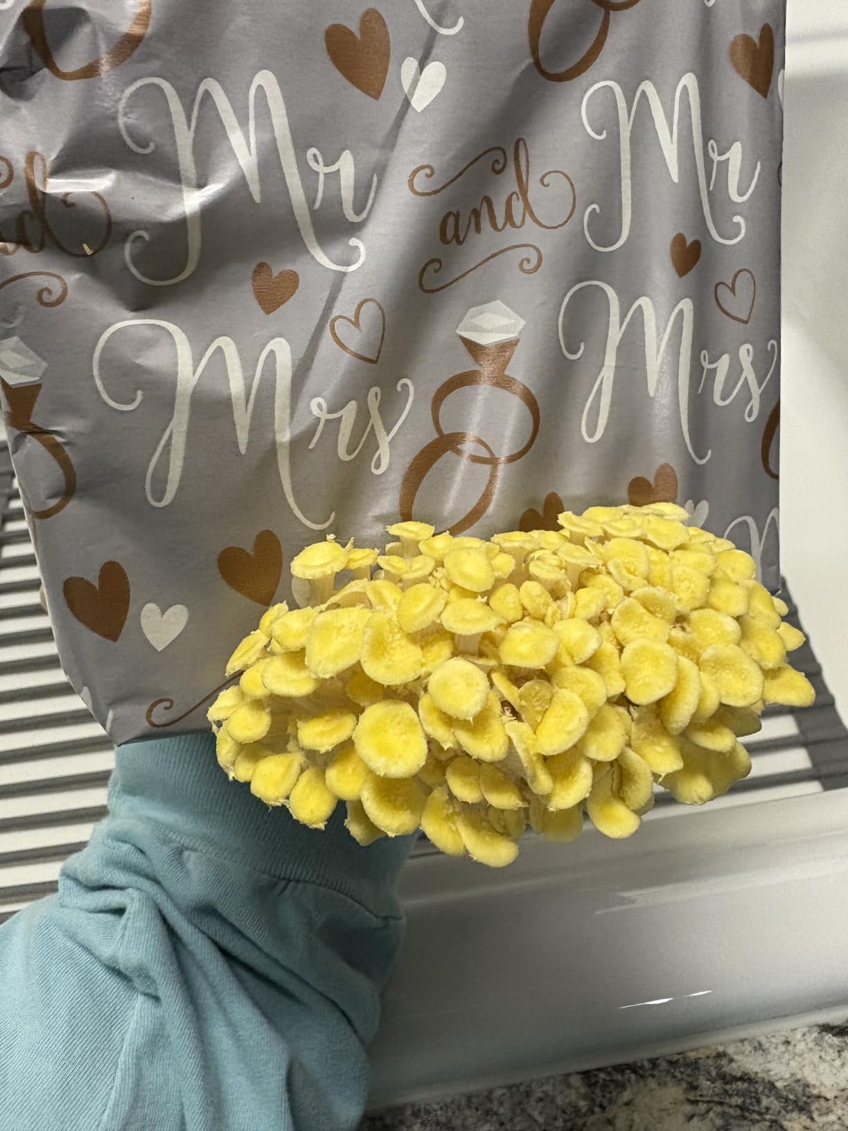 inbloom Organic Golden Oyster Mushroom Growing Kit with Spray, Harvest Fresh Mushrooms at Home, Beginner Friendly & Easy to Use, Unique Gardening Gift for Holiday, Handmade in New Jersey, USA customer photo 2
