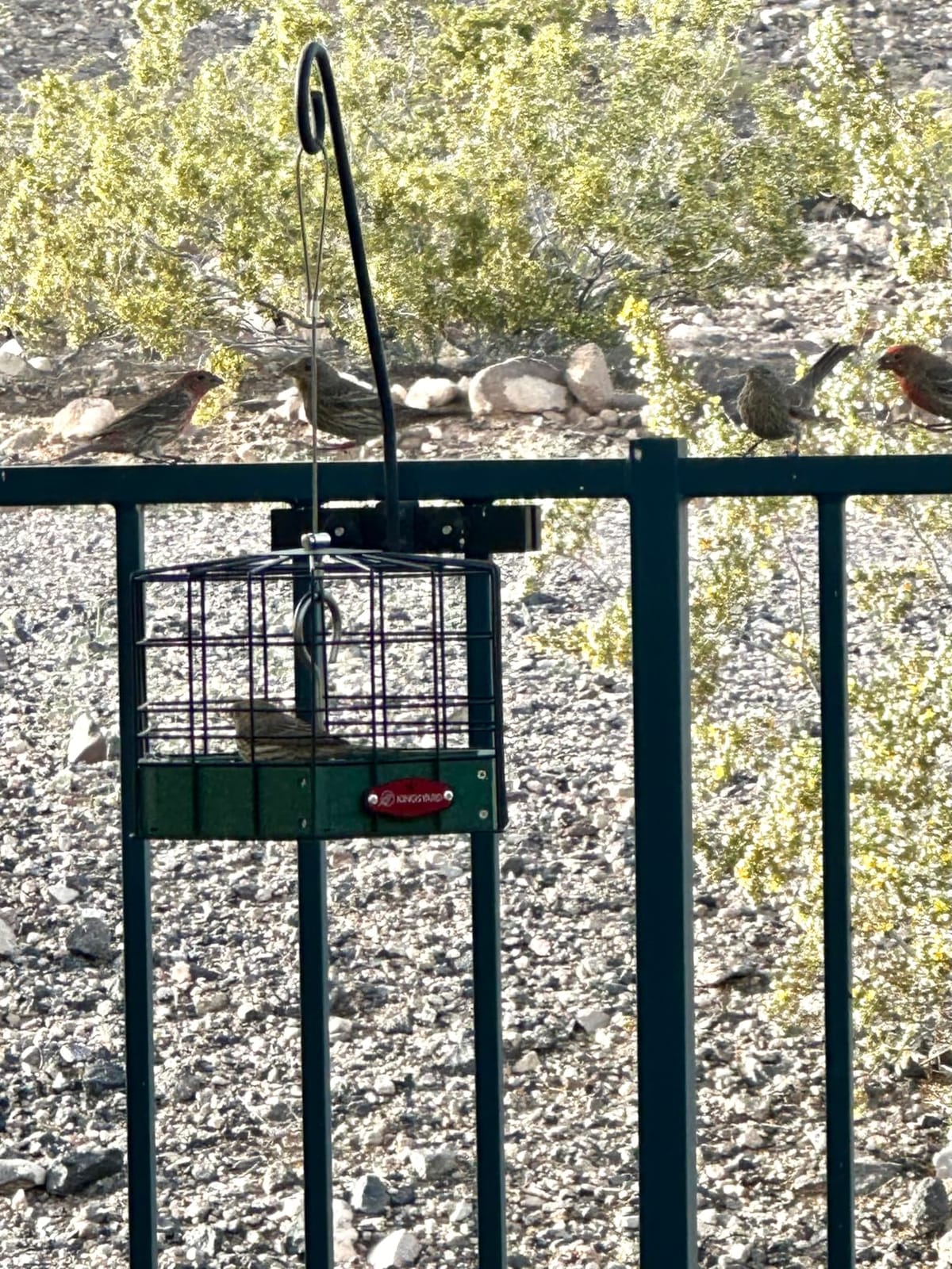 Kingsyard Squirrel Proof Platform Bird Feeder, Metal Mesh Tray customer photo 2