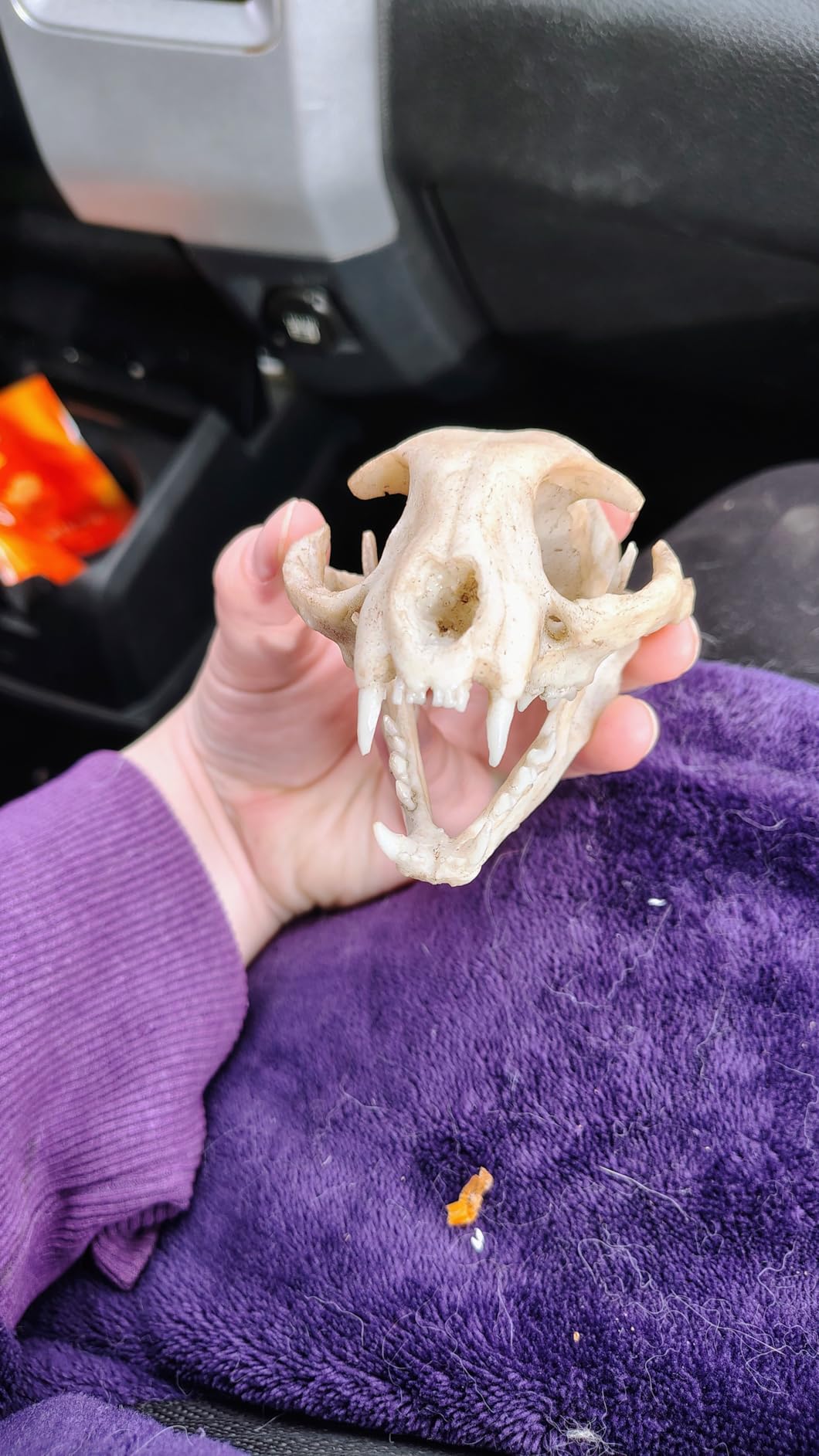 Feline Model Clouded Leopard Skull Synthetic 1:1 Neofelis nebulosa Anatomy and Physiology Education Synthetic Replica (Clouded Leopard) customer photo 1