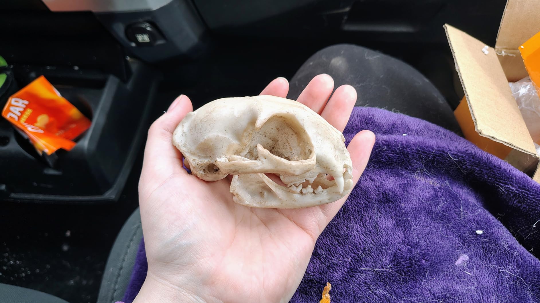 Feline Model Clouded Leopard Skull Synthetic 1:1 Neofelis nebulosa Anatomy and Physiology Education Synthetic Replica (Clouded Leopard) customer photo 2