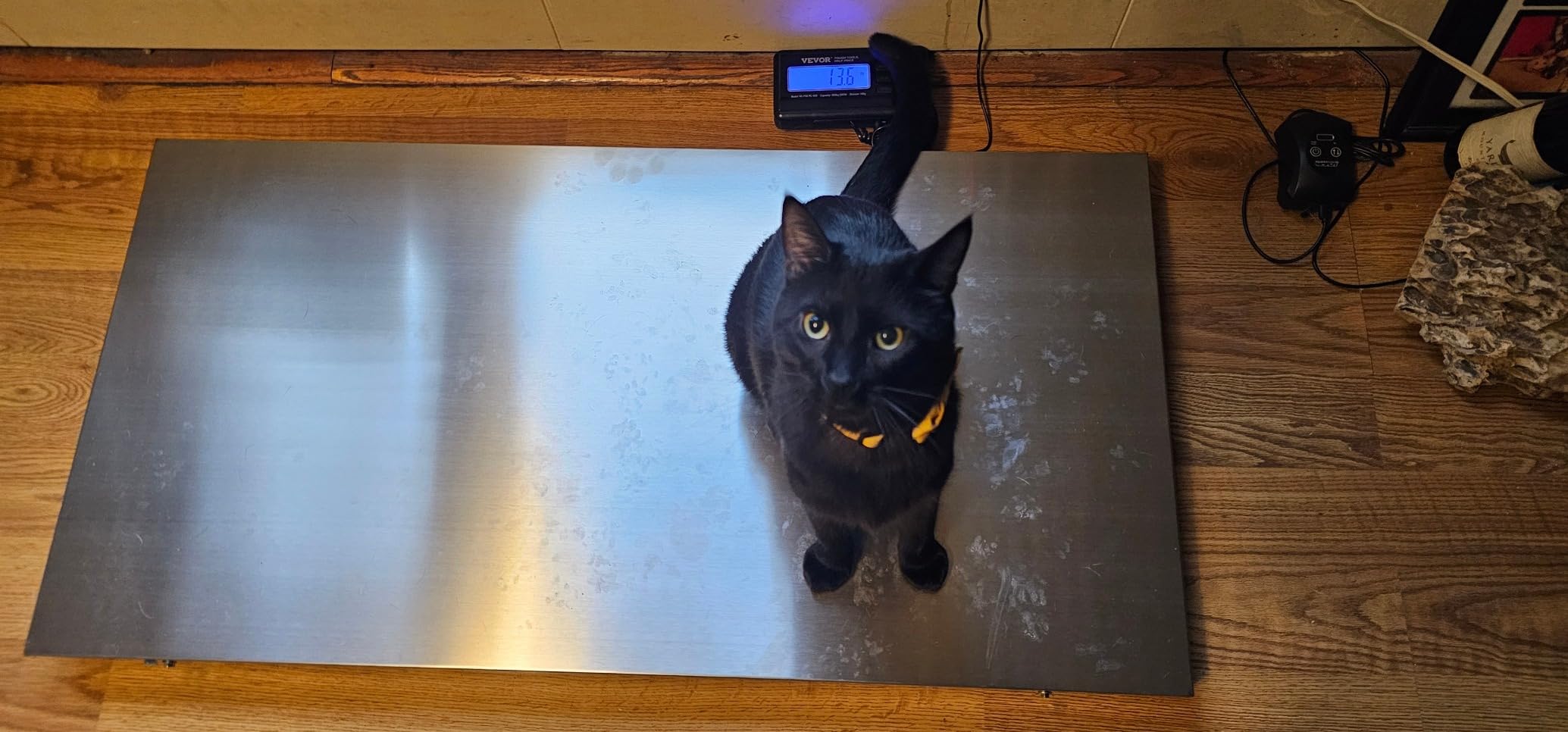 VEVOR 880Lbs x 0.2Lbs Livestock Scale Shipping Scales Large Platform 40.6x20.9Inch Stainless Steel Vet Scale Industrial Floor Scale Large Animal Dog Pig Scale Goat Weight Scale Pet Digital Scale customer photo 2