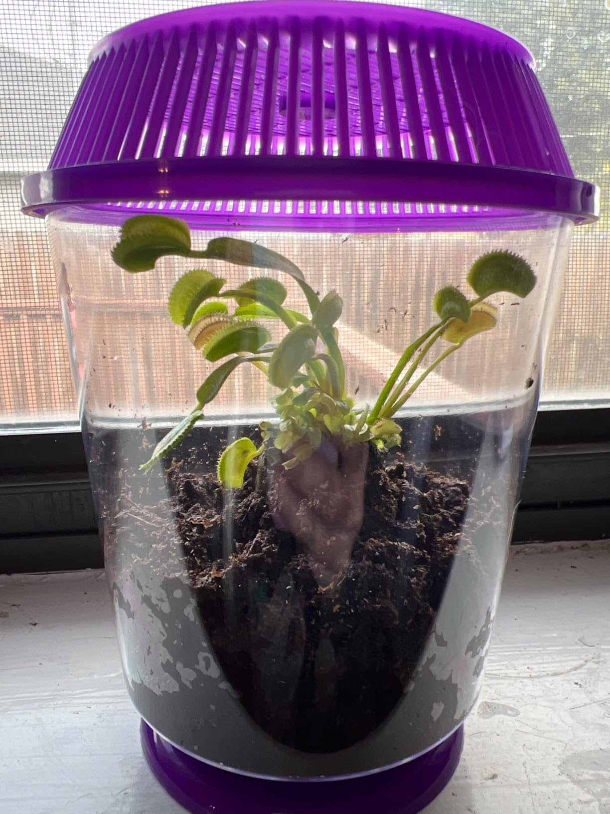 2 Venus Fly Trap Live Plants, Deluxe Terrarium with Carnivorous Plant Food customer photo 1