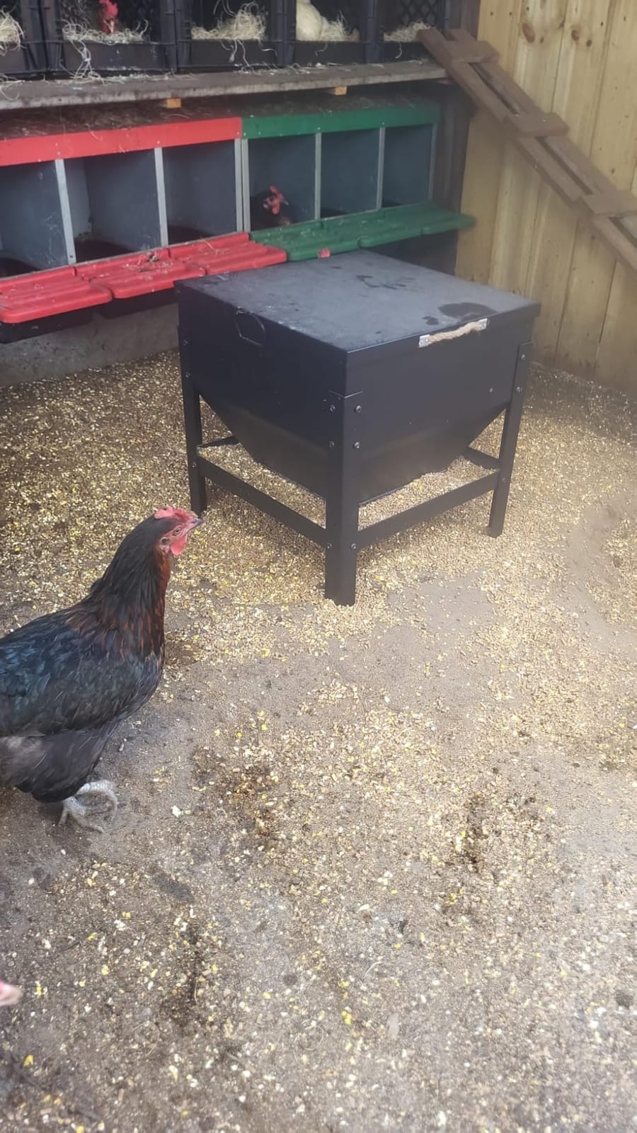 Solution4Patio Metal Large Chicken Feeder Box, 80 lbs customer photo 2