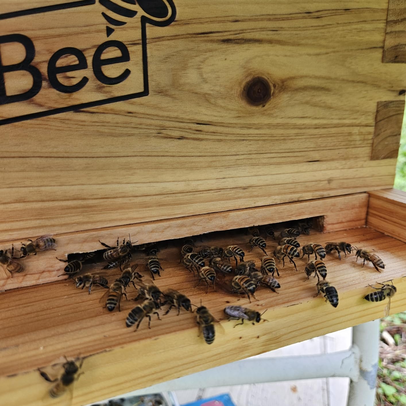 MayBee 8-Frame Beehive Starter Kit, Bee Hive Kit Dipped in Beeswax, Bee Hives Boxes Starter Kit Includes Beekeeping Supplies Tool Kit and Bee Suit customer photo 1
