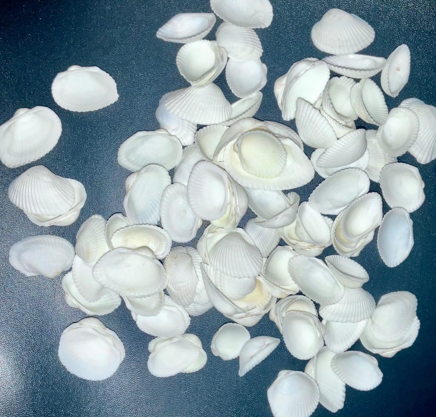 MAQIHAN Natural White Seashells for Crafts - Small Clam Shells 0.8-1.2 in customer photo 2