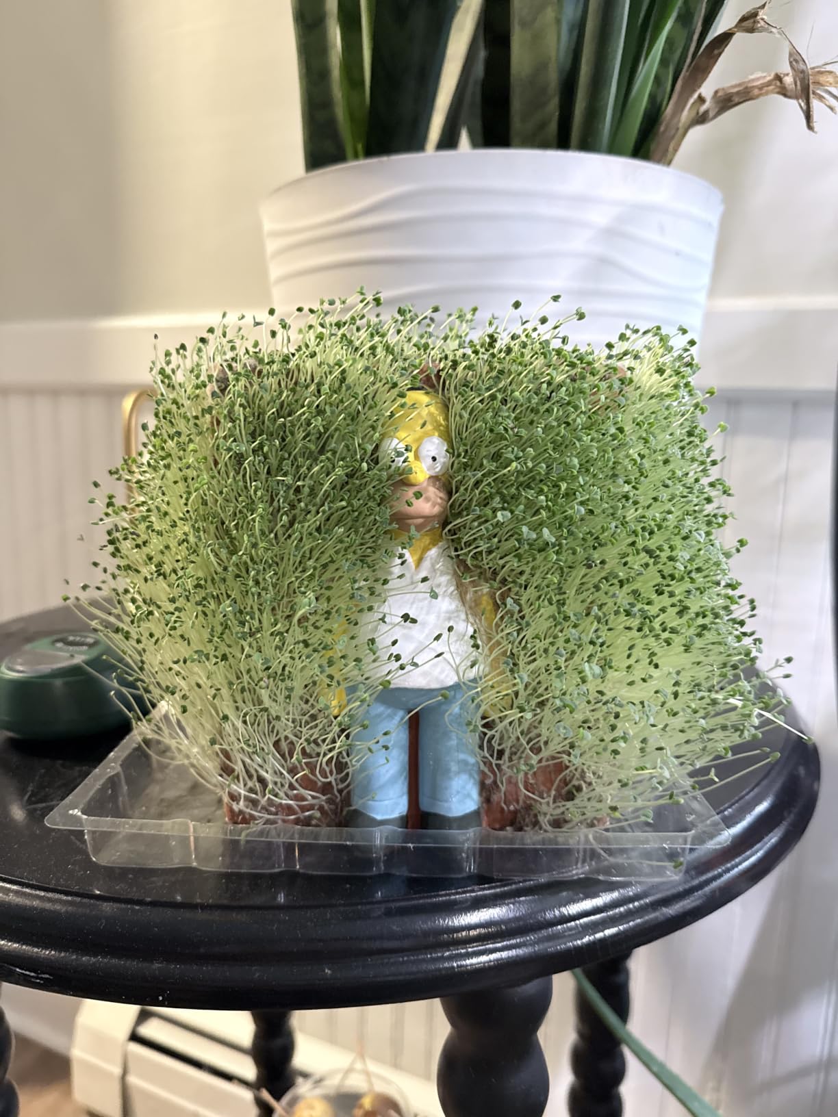 Chia Pet The Simpsons - Homer with Seed Pack, Decorative Pottery Planter, Easy to Do and Fun to Grow, Novelty Gift, Perfect for Any Occasion customer photo 1