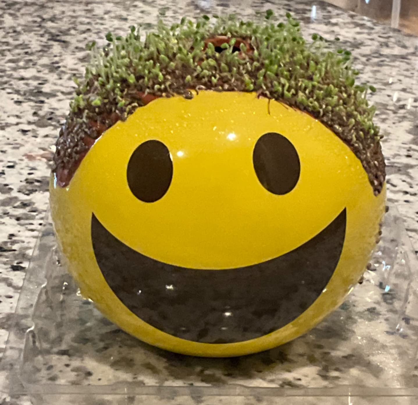 Chia Pet Family Guy Stewie Terracotta Planter with Seed Pack customer photo 2