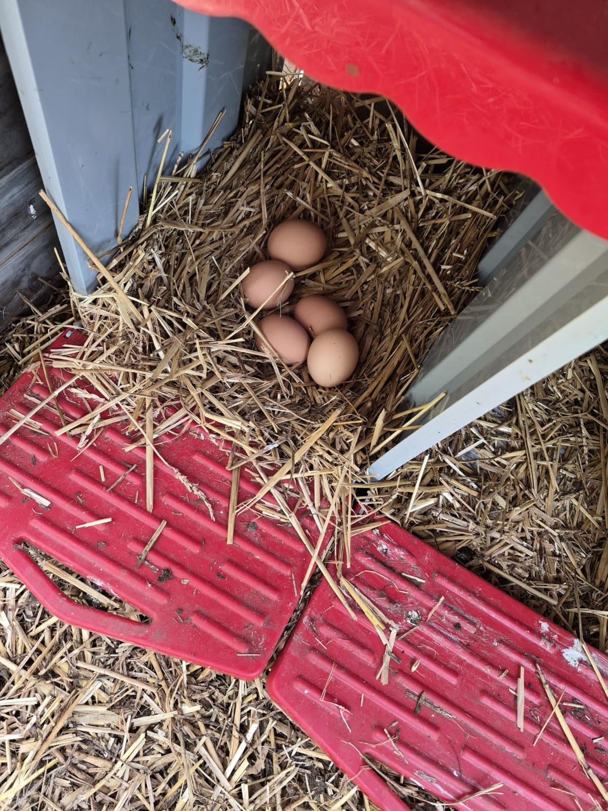 4 Hole Chicken Nesting Box with Rolling Egg Collection Design customer photo 2