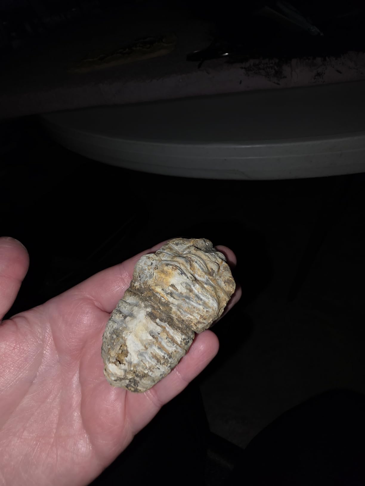 Trilobite Fossil - 3