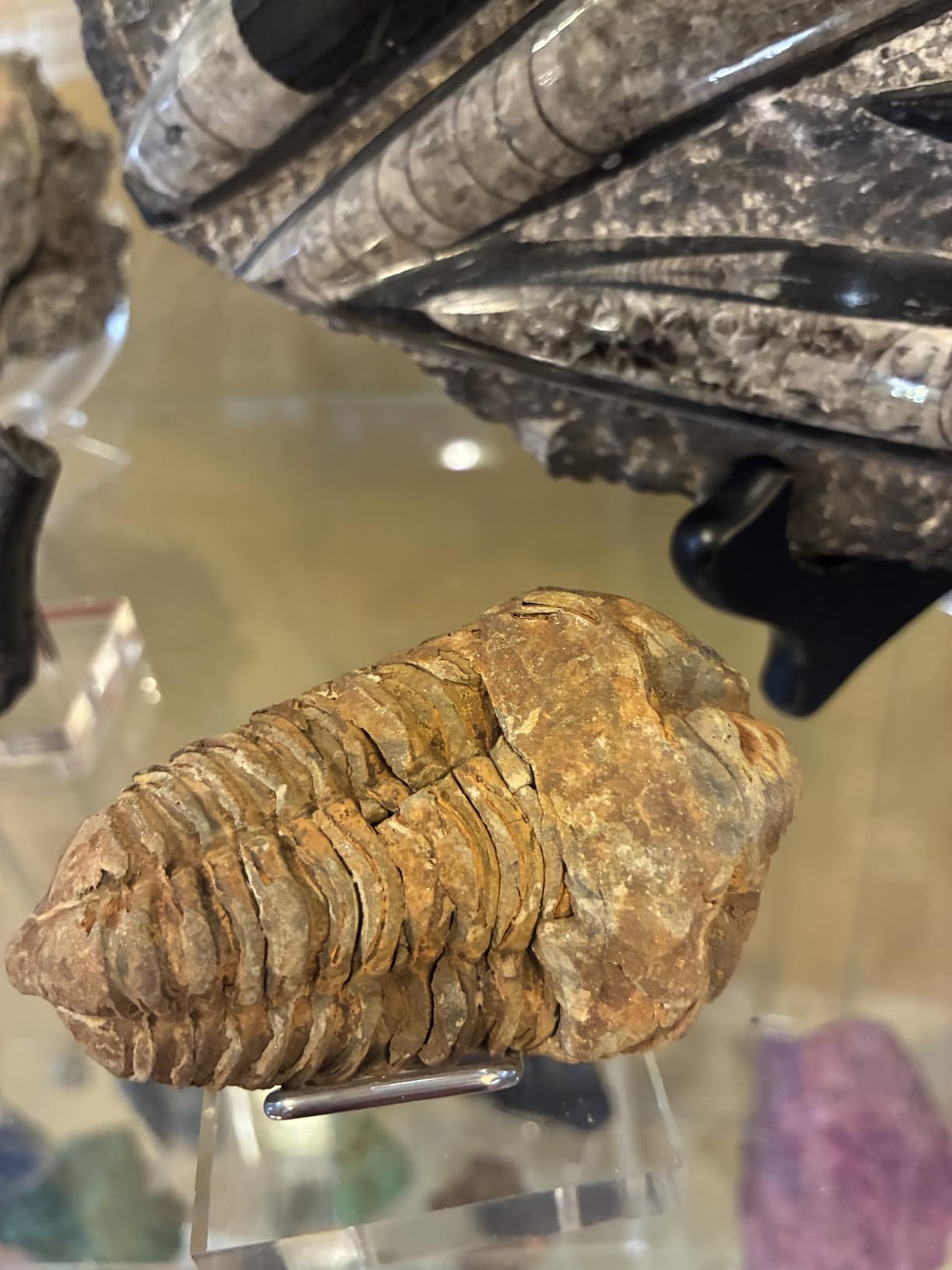 Trilobite Fossil - 3
