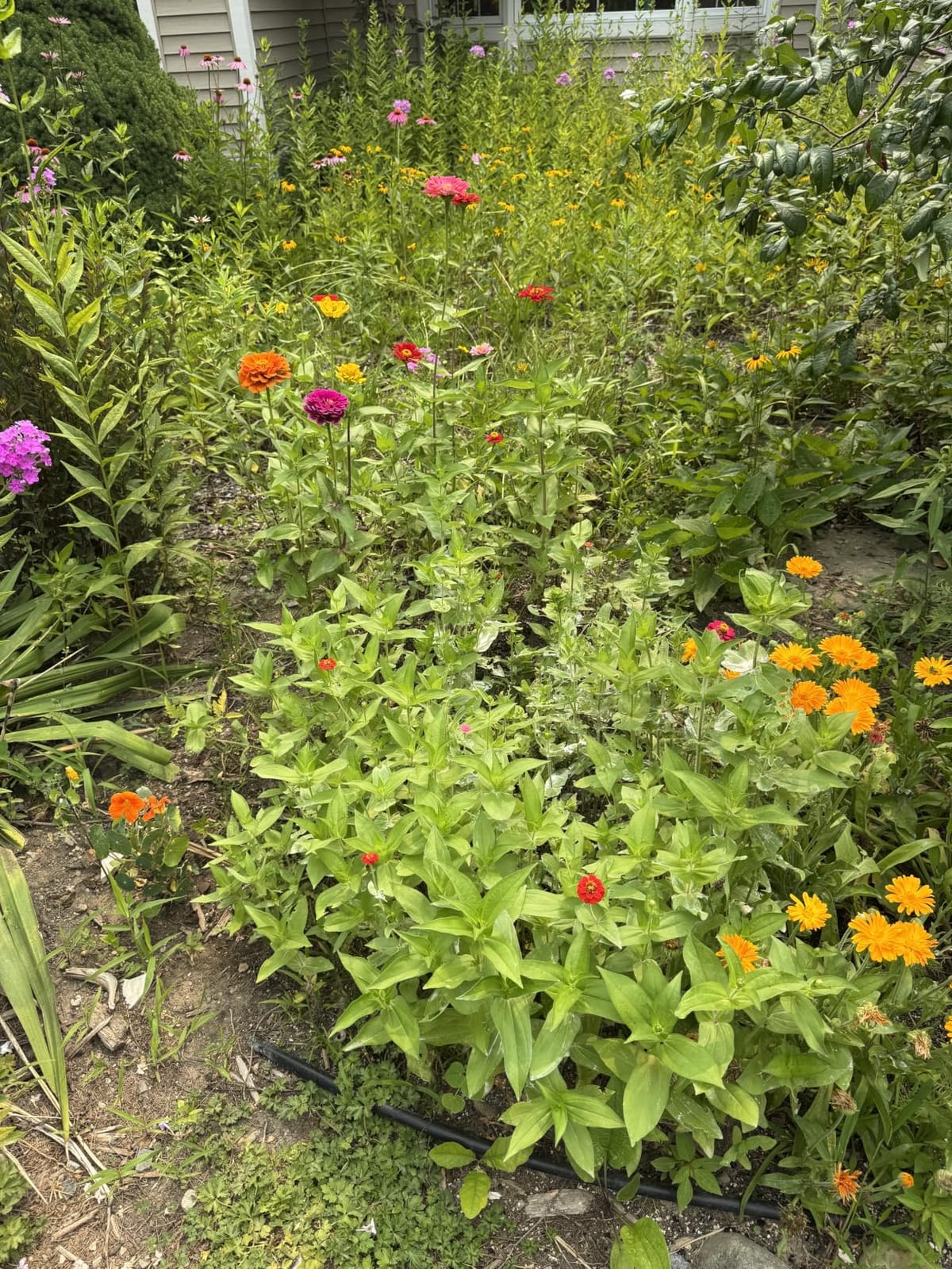 Groundio 25,000+ Wildflower Seeds Mix 1 Oz, 24 Varieties Perennial & Annual Seeds for Hummingbirds and Butterflies, High Germination Flower Seeds Throw and Grow to Plant Outside, No Filler customer photo 1