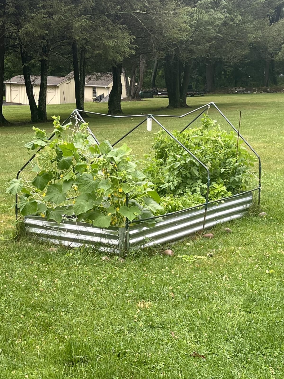 Ohuhu 4x2x1 FT Raised Garden Bed Outdoor with Cover, 3-in-1 Gardening Set | PVC Greenhouse Cover, Protects Plants from Frost Birds Insects, Galvanized Metal Planter Box for Vegetable Flower Herb customer photo 1