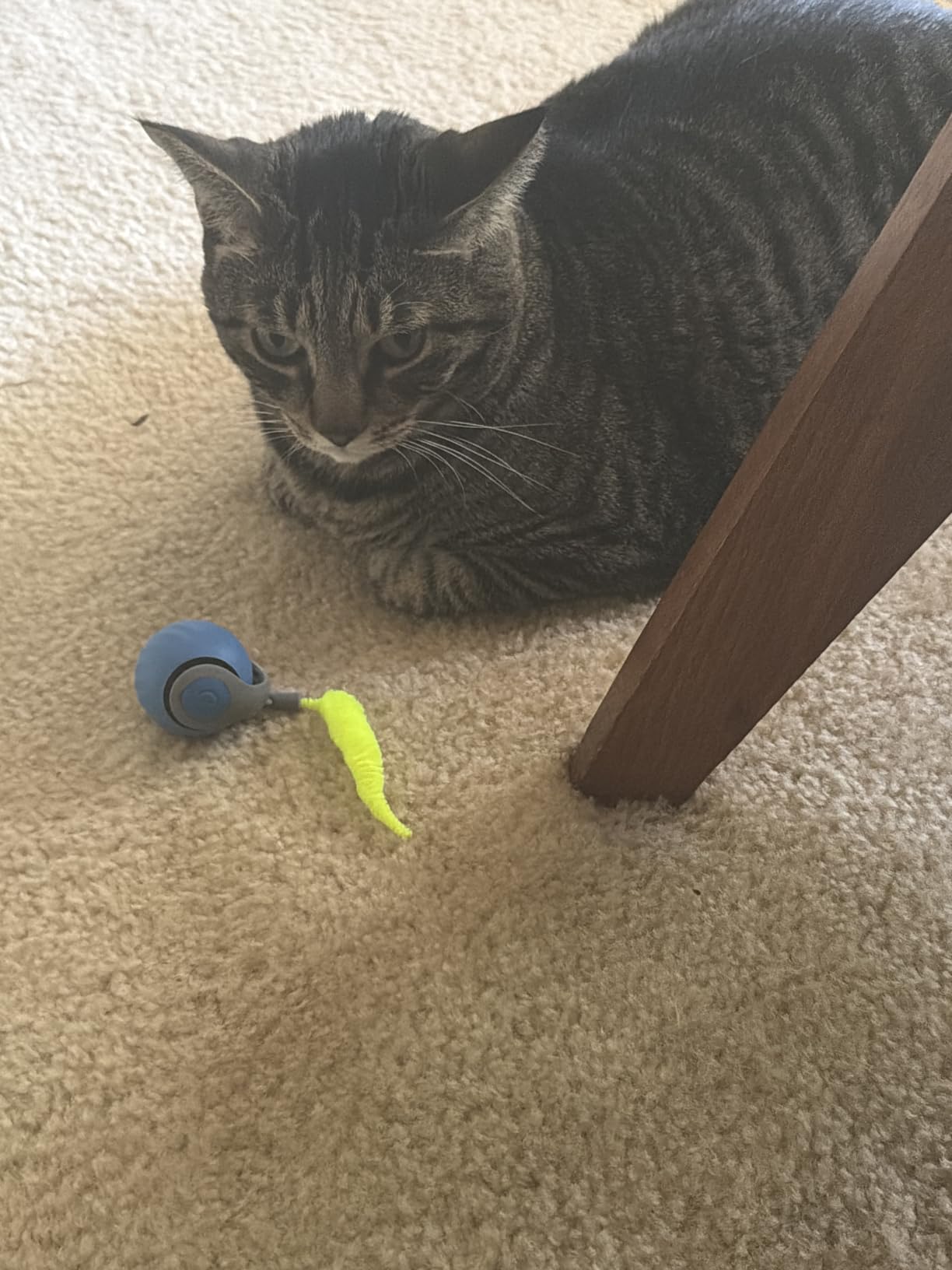 BABORUI Interactive Cat Toy Ball - Automatic Interactive Cat Toys for Indoor Cats with 3 Tails, 2 Speeds Rechargeable Cat Enrichment Toys for Small/Medium/Large Cats to Keep Them Busy(Blue) customer photo 1