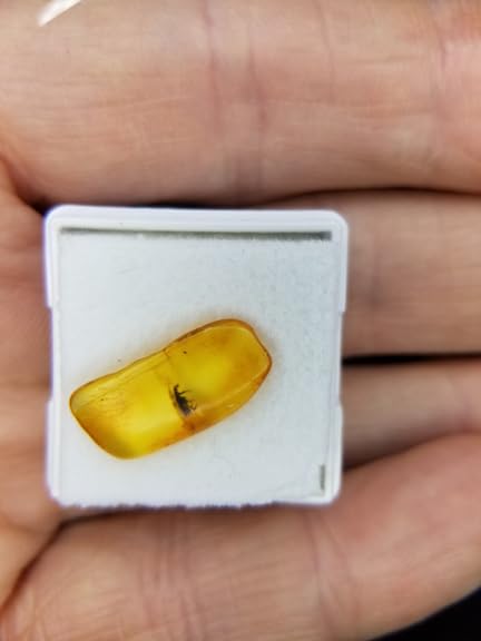 Baltic Amber Natural Fossil Insects, Insects from Millions of Years ago - Four Sets, True Insect Samples - Science Classroom Science Education Animal Specimens (Small Amber Fossil Insects) customer photo 1
