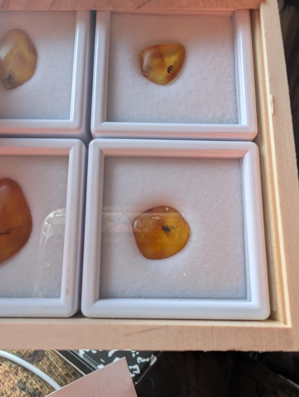 Baltic Amber Natural Fossil Insects, Insects from Millions of Years ago - Four Sets, True Insect Samples - Science Classroom Science Education Animal Specimens (Small Amber Fossil Insects) customer photo 2