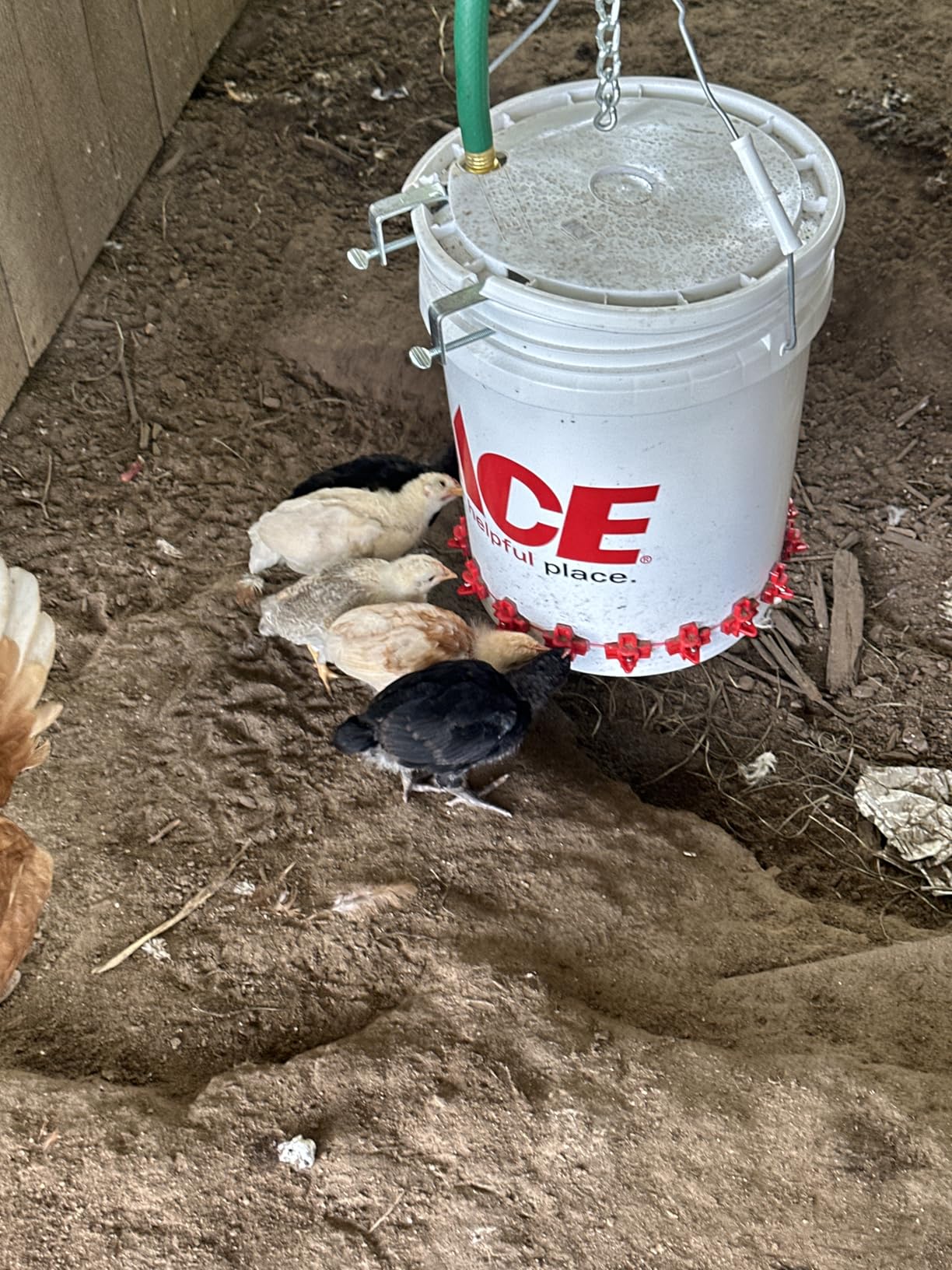 Automatic Chicken Waterer Nipples with Drill Bit (20 Pack Red) customer photo 2