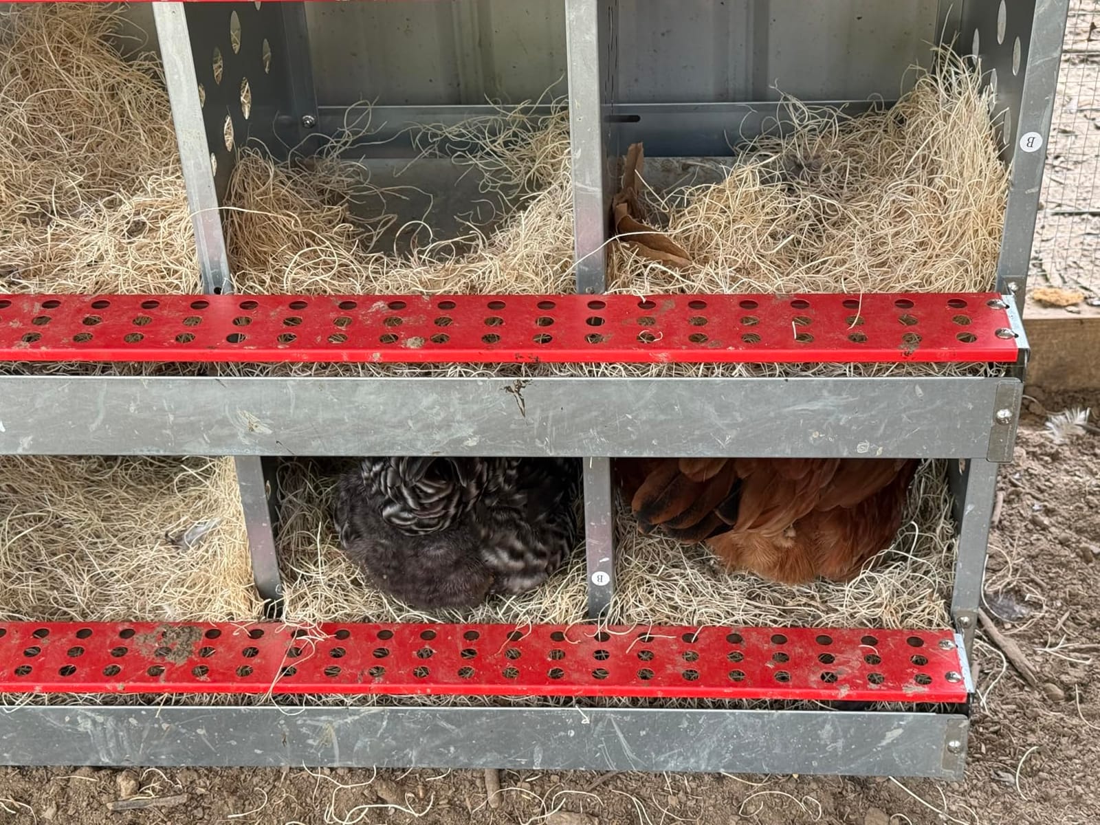 6-Compartment Roll Away Chicken Nesting Box for Hens, 32.6 Inch customer photo 1