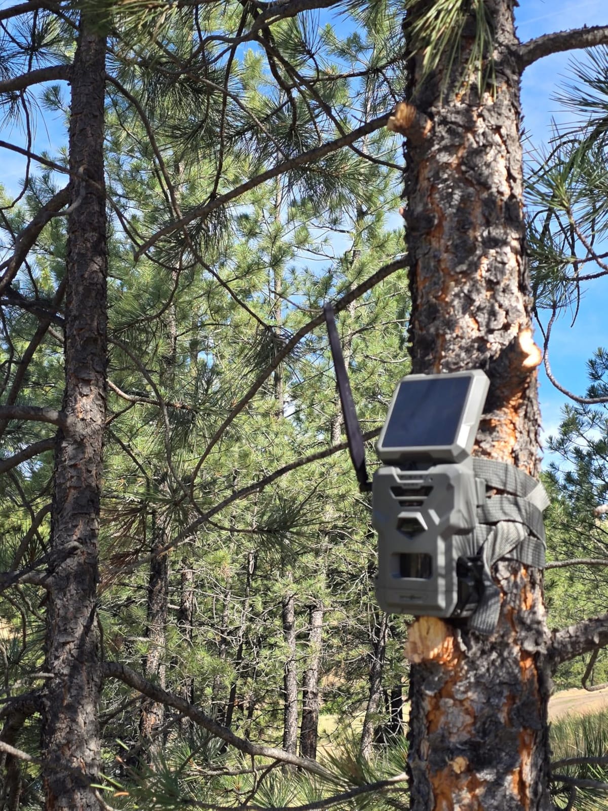 SPYPOINT Flex-S-Dark Solar Cellular Trail Camera – Built-in Solar Panel, 40MP Photos, 1080p Videos + Sound, No-Glow Game Camera, Night Vision, Motion Activated Trail Cam customer photo 1