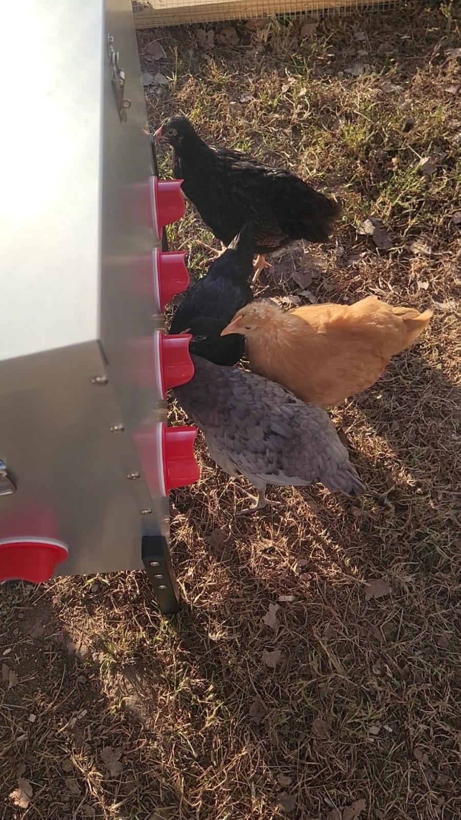 95 lb Chicken Feeder with 10 No-Waste Ports – Extra-Large Galvanized Metal Poultry Feeder with Adjustable Height Heavy-Duty Stand – Outdoor Feed Box for Chickens, Ducks & Geese customer photo 2