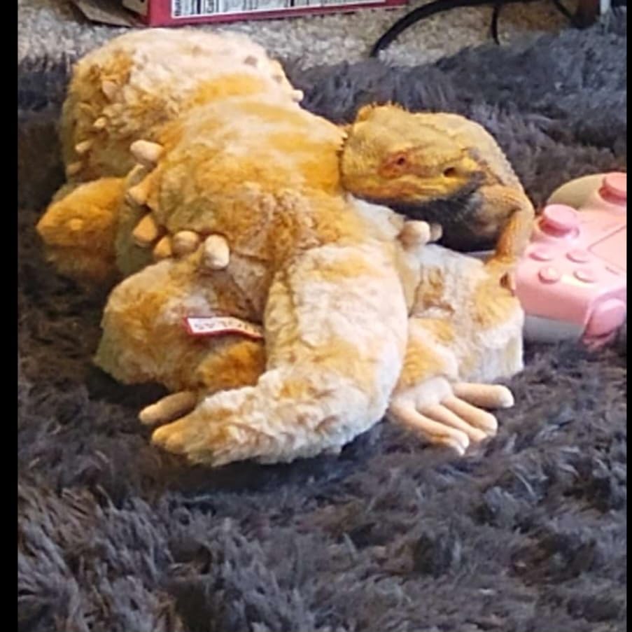 Douglas Boogie Soft Bearded Dragon Plush Stuffed Animal | 12-Inch Long customer photo 1