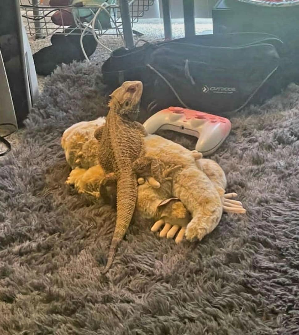 Douglas Boogie Soft Bearded Dragon Plush Stuffed Animal | 12-Inch Long customer photo 2