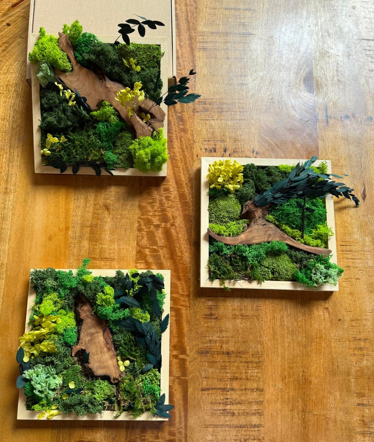Evergreen Oasis DIY Moss Wall Art Kit, 8