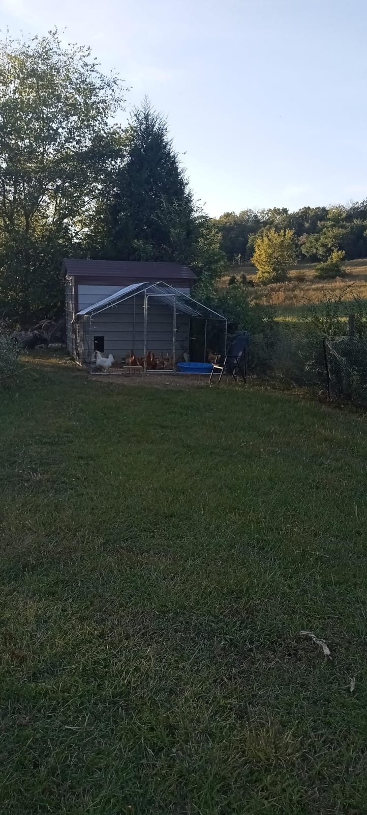 10x6.5 Metal Chicken Coop Walk-in for 8-12 Chickens, Galvanized Waterproof customer photo 2