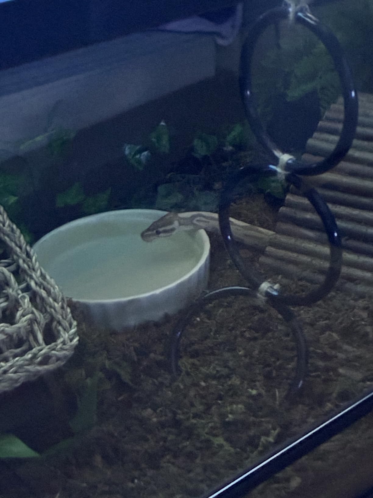 2PCS Snake Climbing Rings for Ball Python - Enrichment Toys for Corn Snake customer photo 1