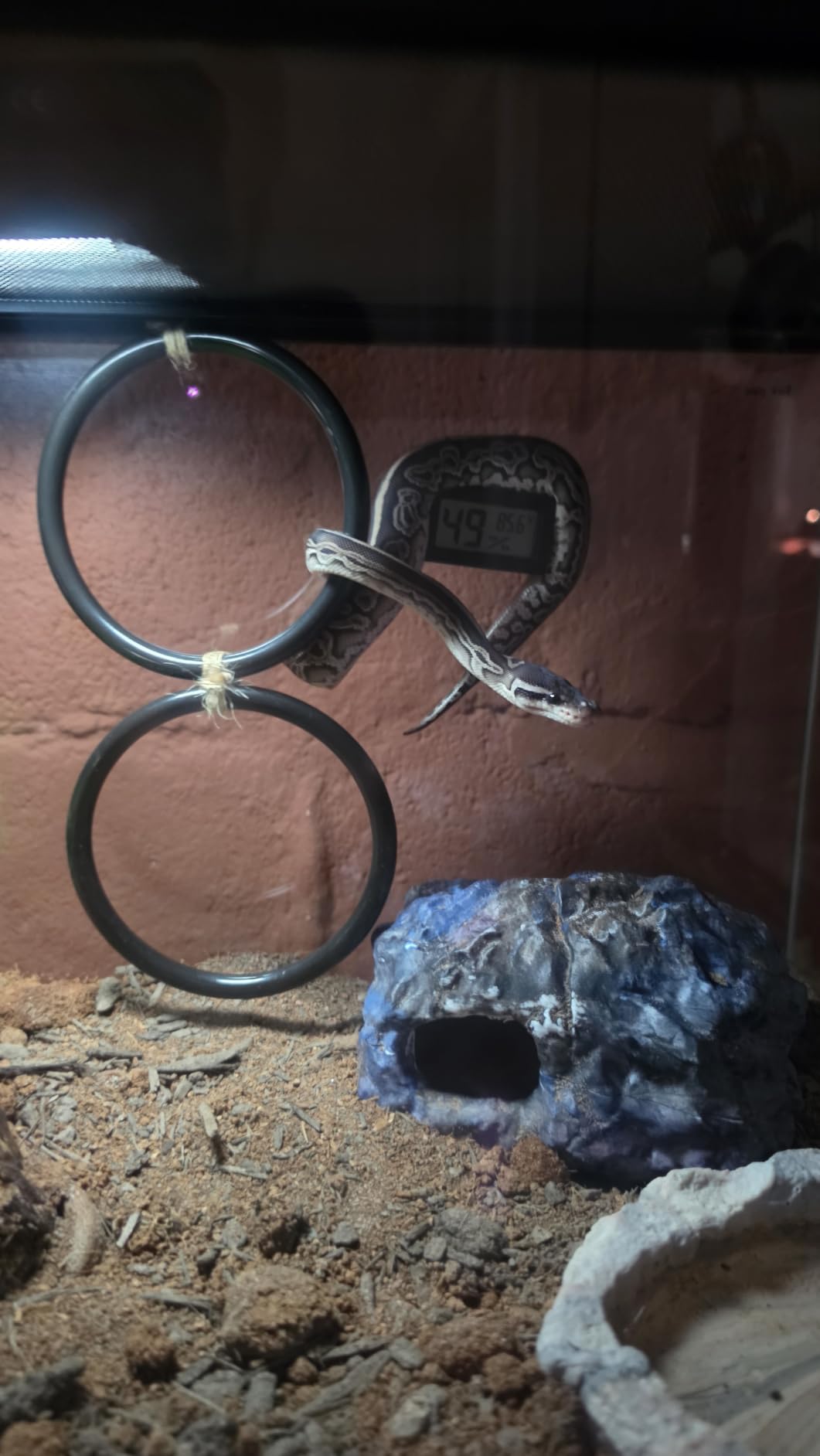 2PCS Snake Climbing Rings for Ball Python - Enrichment Toys for Corn Snake customer photo 2
