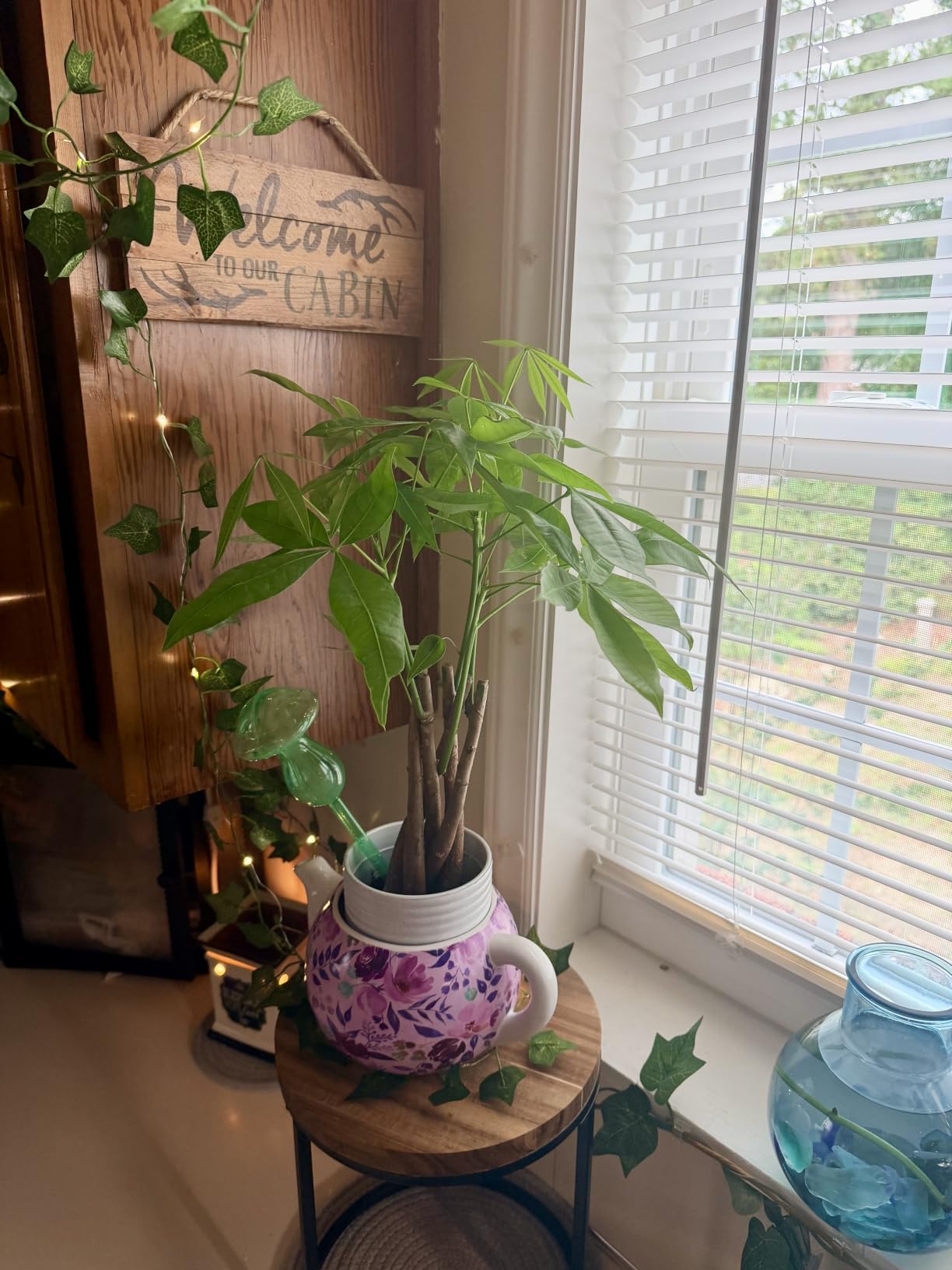 Costa Farms Money Tree, Live Indoor Plant, Braided Trunk, Easy Care customer photo 1