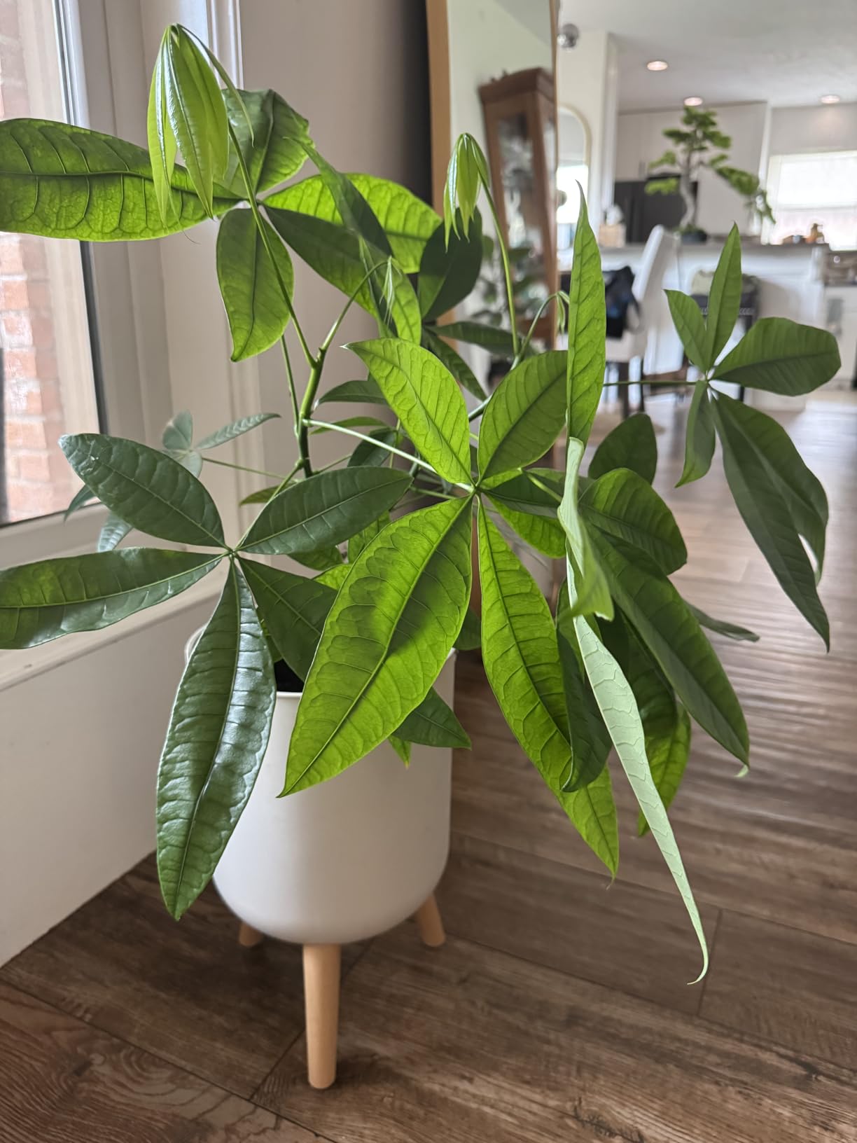 Costa Farms Money Tree, Live Indoor Plant, Braided Trunk, Easy Care customer photo 2