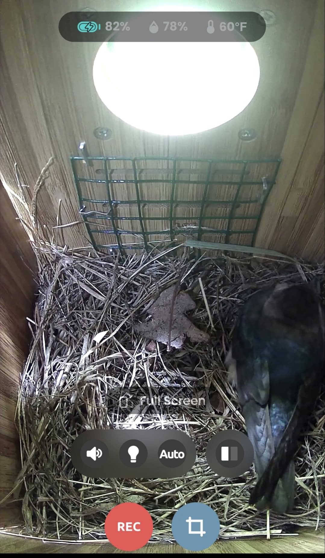 Birdfy Smart Bird House with Dual 1080P Cameras, Lifetime Free AI Bird ID customer photo 2