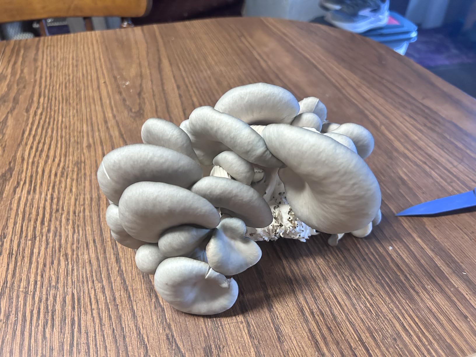 Organic Edible 4lbs Golden Oyster Mushroom Growing Kit, Made in USA, Double-Side Mushroom Grow Kit Indoor, Harvest Gourmet Mushrooms in 10 Days, Top Gardening Gift, Holiday Gift customer photo 1