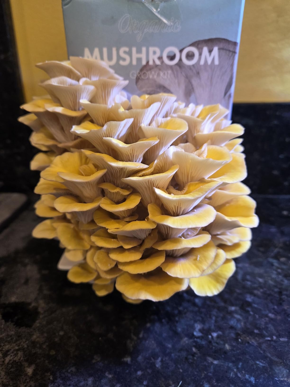 Organic Edible 4lbs Golden Oyster Mushroom Growing Kit, Made in USA, Double-Side Mushroom Grow Kit Indoor, Harvest Gourmet Mushrooms in 10 Days, Top Gardening Gift, Holiday Gift customer photo 2