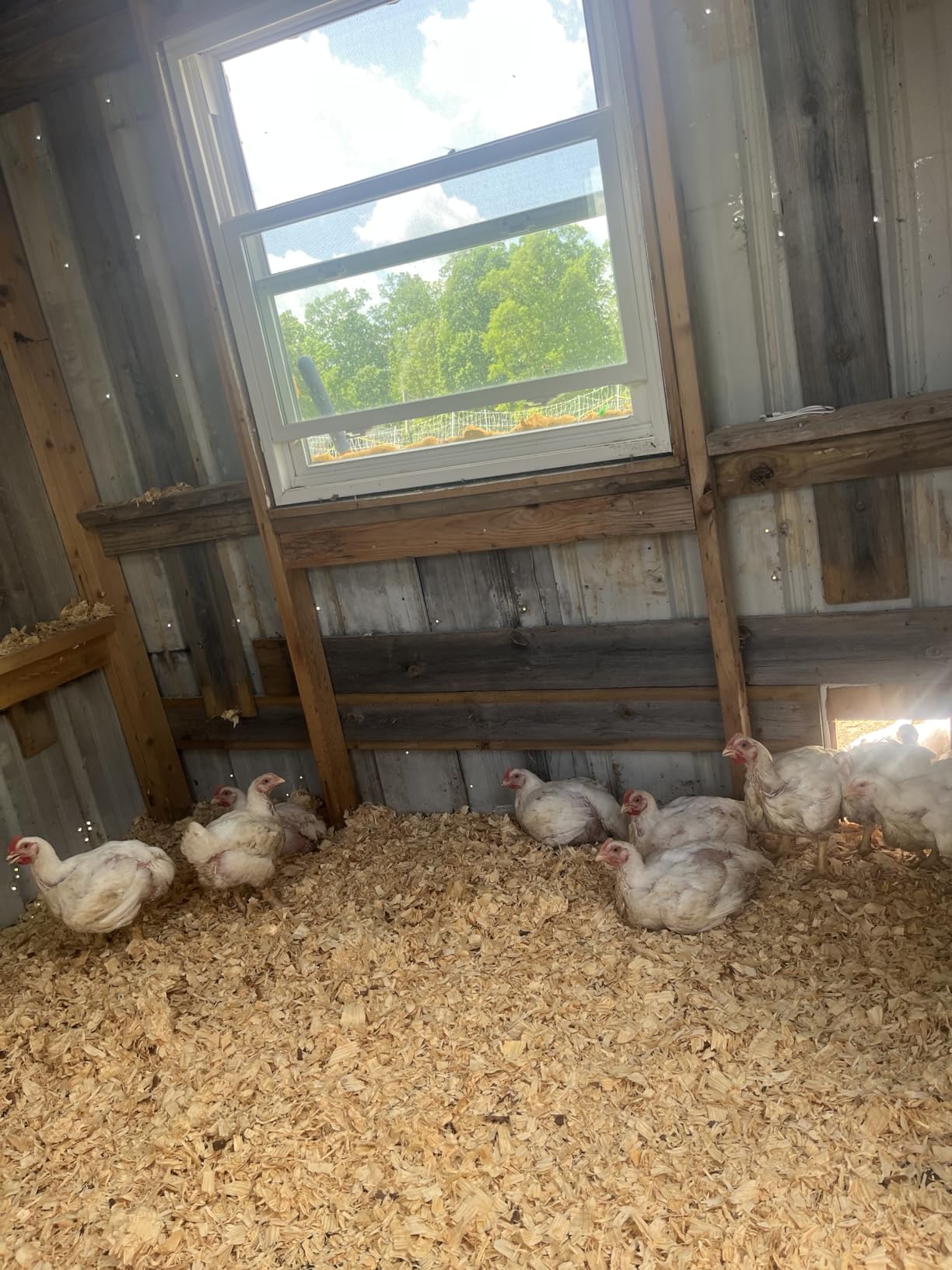 Small Pet Select Hemp HURD Chicken Coop Bedding, Odor Control, 18 lb customer photo 1