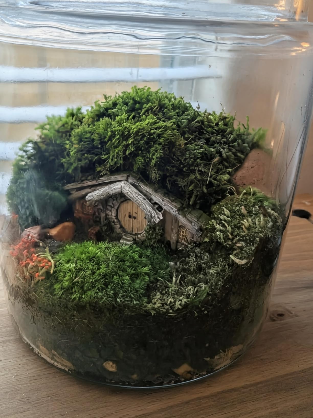 Large Super Fairy Garden Assortment Moss and Lichen for Terrarium, 9