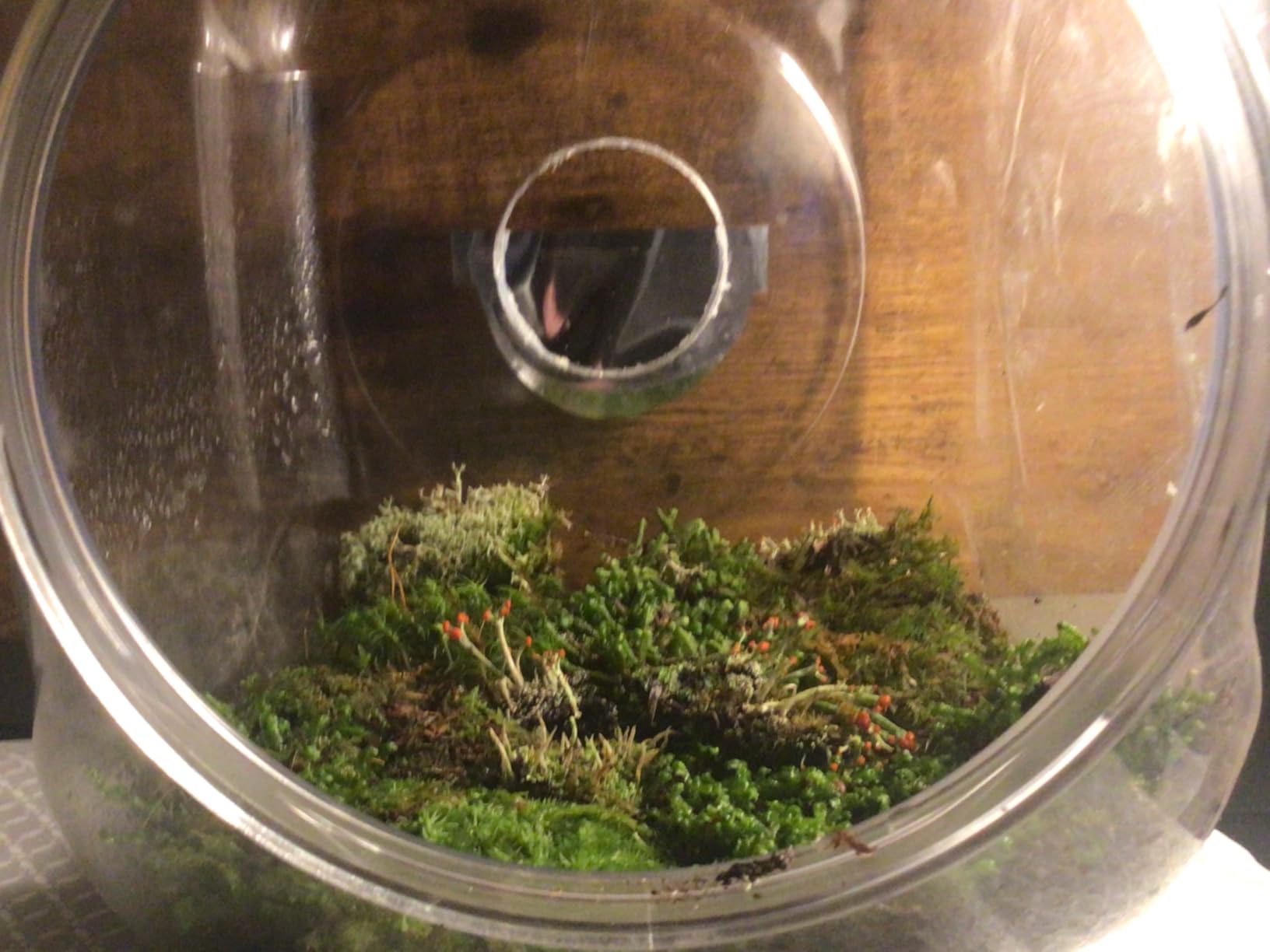 Large Super Fairy Garden Assortment Moss and Lichen for Terrarium, 9