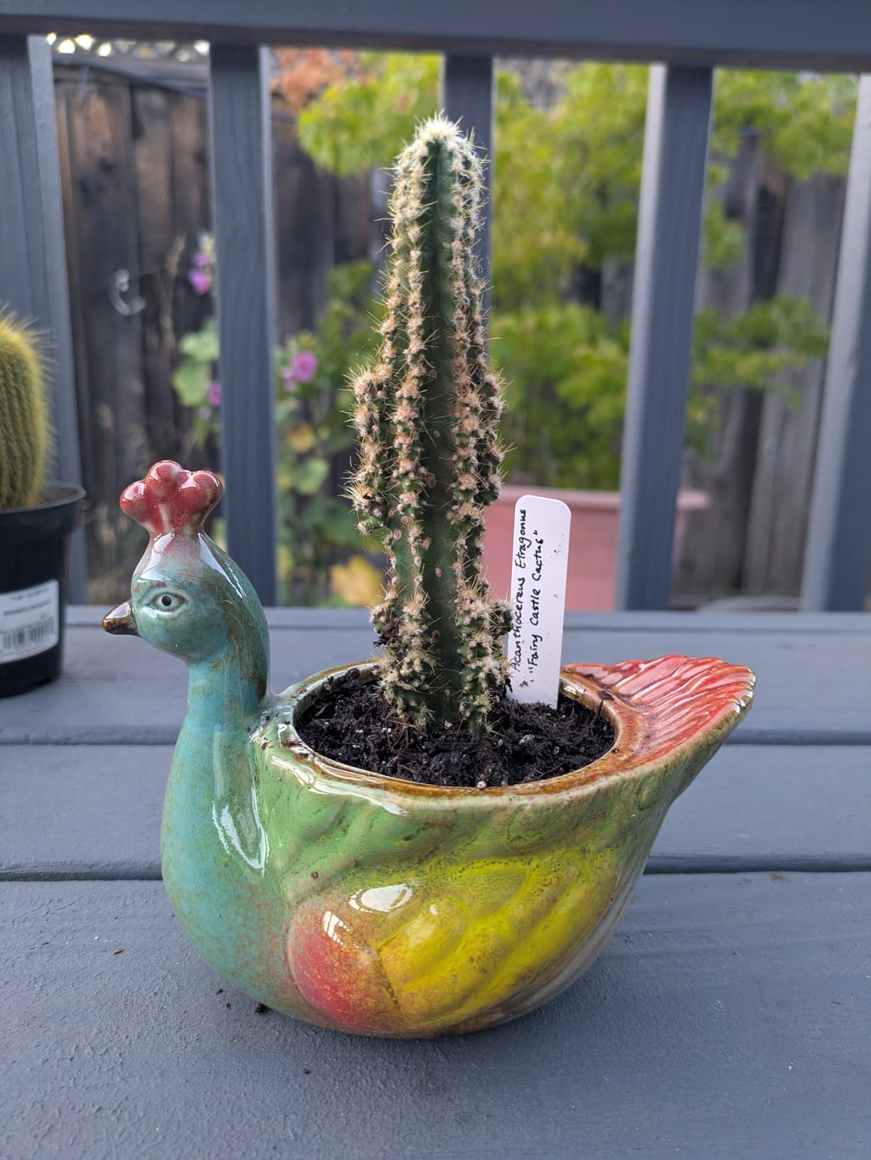 Animal Shaped Planter Flower Pot Squirrel Shape Small Succulent pots with Drainage Ceramic Animal Planter, Indoor Plant Container Planter with Drainage Hole Home Office Desk Garden (Squirrel) customer photo 1