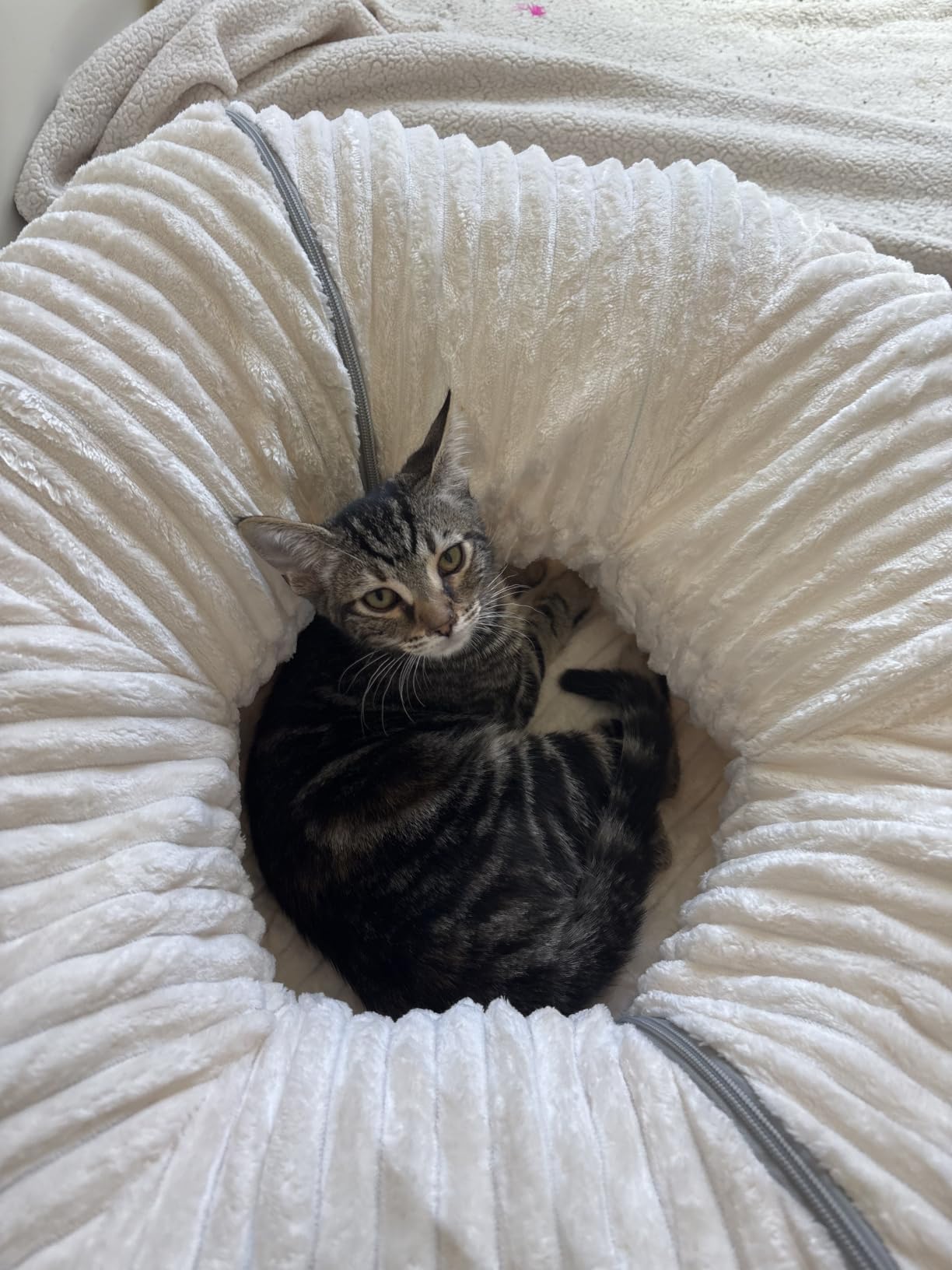 Cat Tunnel Bed with 40 Pcs Interactive Cat Toys, White | Cat Tube with Kitten Toys for Indoor Kittens, Collapsible Play Tunnel, Cat Gifts customer photo 2