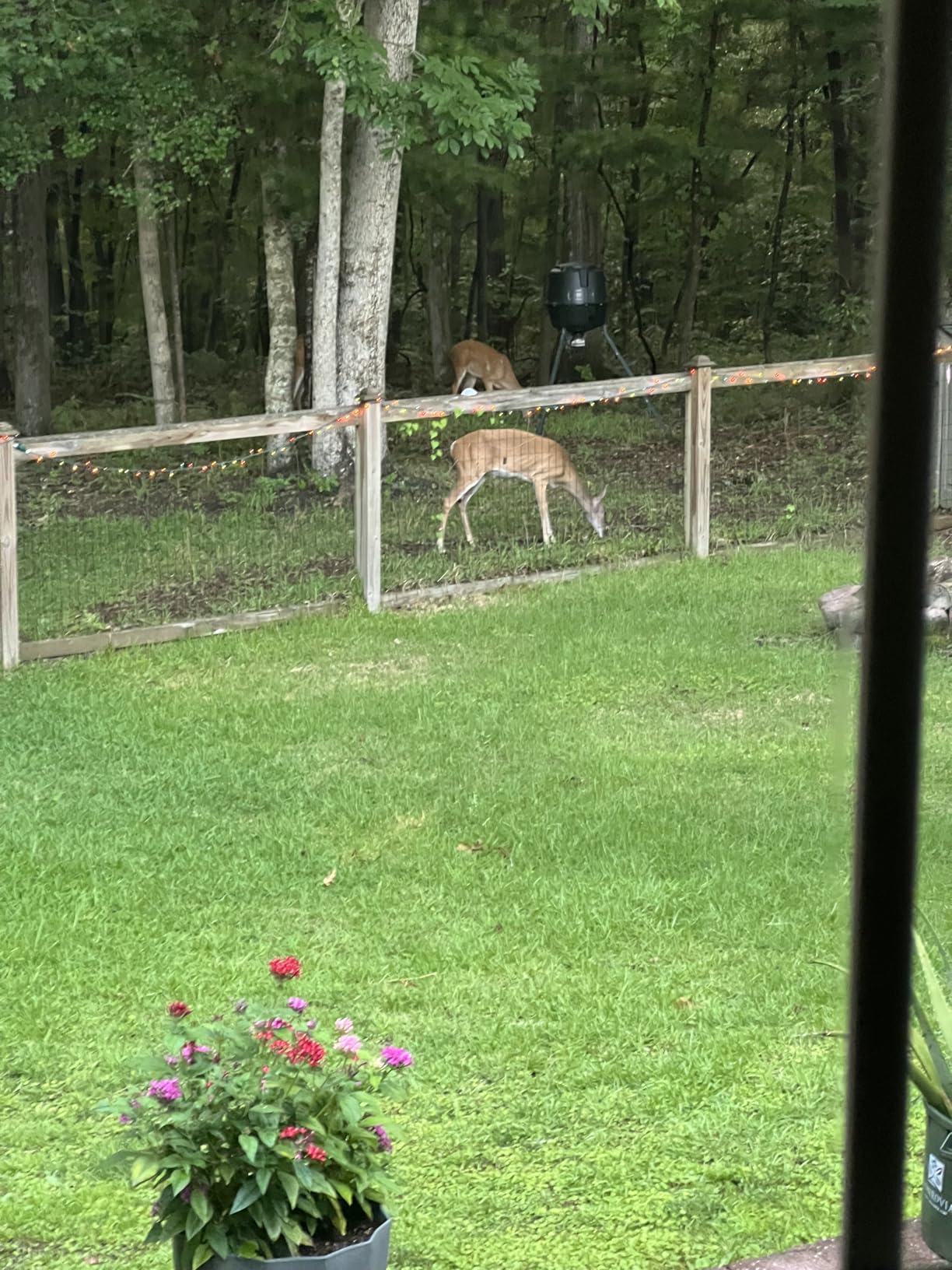 Moultrie 200 Lb Tripod Deer Feeder - Bluetooth App Control customer photo 2