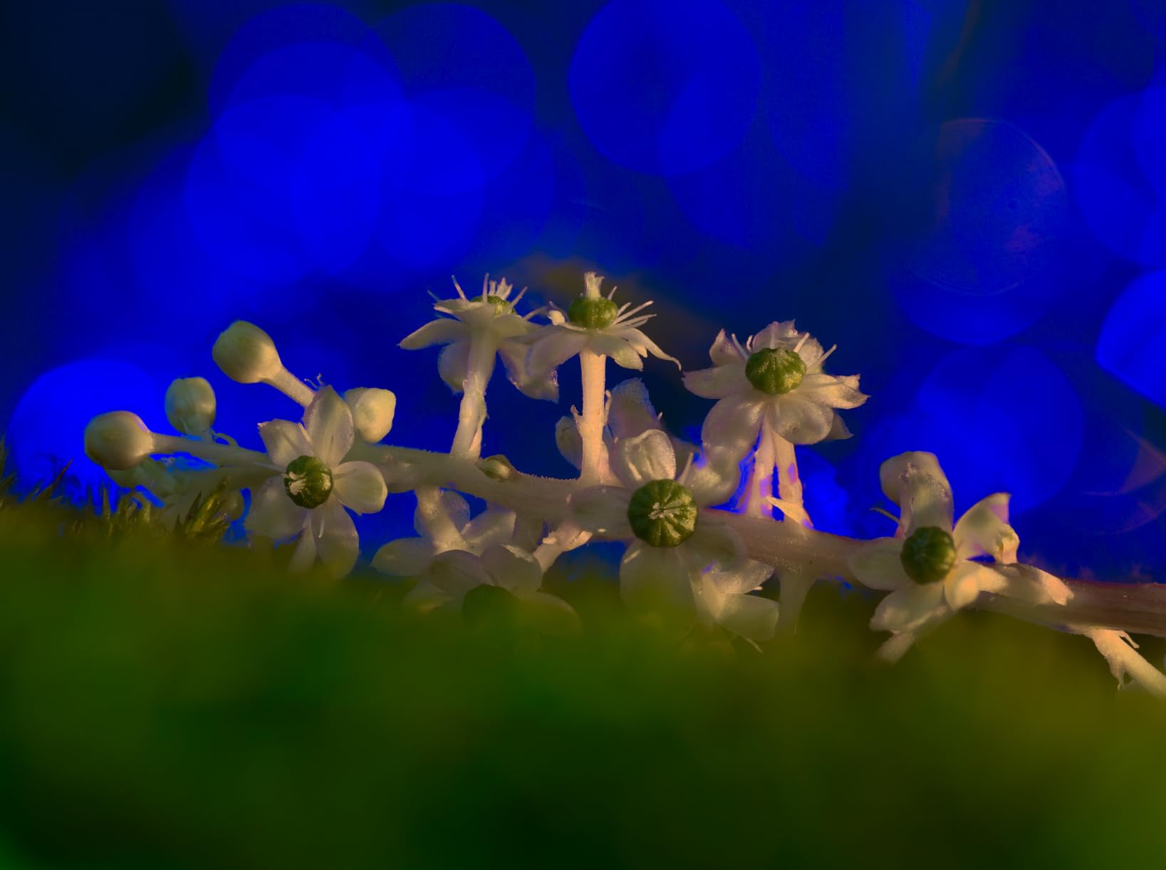 SmallRig RM 03 Macro Photography Bendy LED Light for Close-Up Work, 5-Color, CRI 95 TLCI 92 customer photo 1