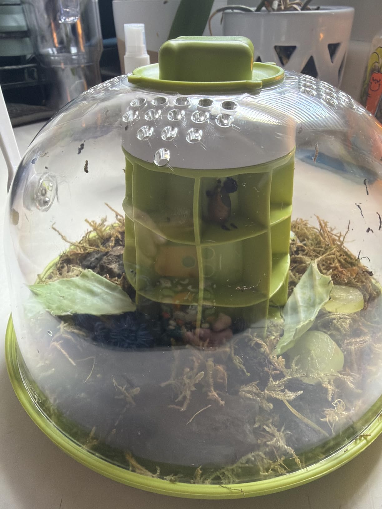 Snail Terrarium Kit Insect Enclosure Bug Terrarium Observation Container Praying Mantis Habitat Breeding Box Micro Habitat Starter Kit for Beetles Spider Small Reptile customer photo 1