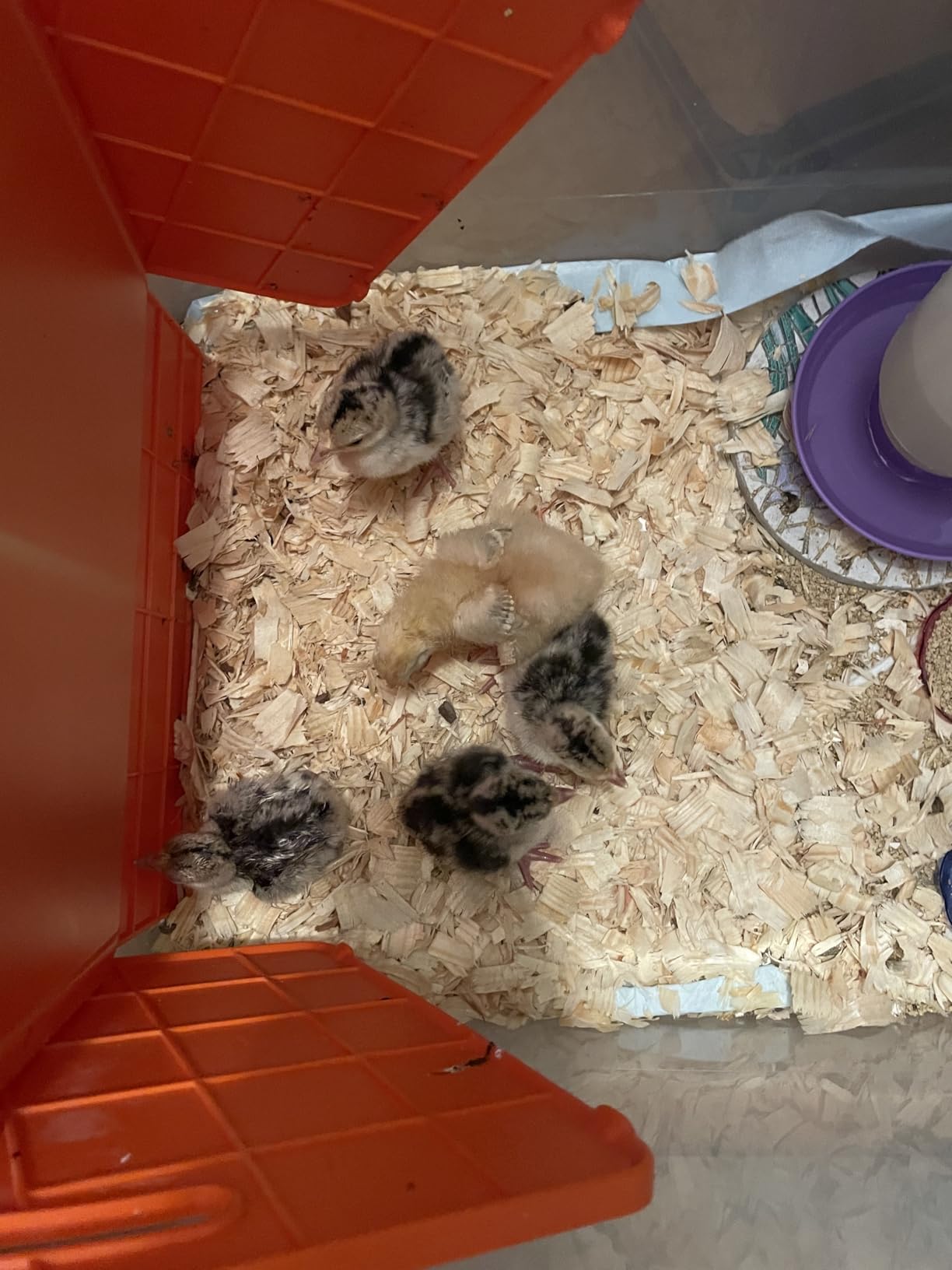 Chick Brooder Heater Plate for Baby Chicks, Ducklings & Poultry customer photo 2